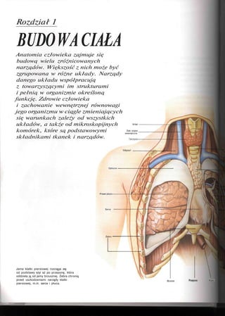 Rozdział 1
BUDOWA CIAŁA
Anatomia człowieka zajmuje się
budową wielu zróżnicowanych
narządów. Większość z nich może być
zgrupowana w różne układy. Narządy
danego układu współpracują
z towarzyszącymi im strukturami
i pełnią w organizmie określoną
funkcję. Zdrowie człowieka
i zachowanie wewnętrznej równowagi
jego organizmu w ciągle zmieniających
się warunkach zależy od wszystkich
układów, a także od mikroskopijnych
komórek, które są podstawowymi
składnikami tkanek i narządów.
Krtań
Żyta szyjna
wewnętrzna
Prawe ptuco
Serce
Jama klatki piersiowej rozciąga się
od podstawy szyi aż po przeponę, która
oddziela ją od jamy brzusznej. Żebra chronią
przed uszkodzeniami narządy klatki
piersiowej, m.in. serce i płuca.
Opłucna
Żebro
Mostek Przepona Przełyk
 