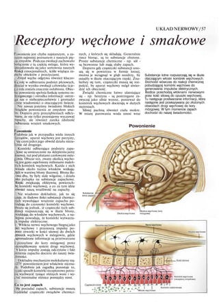 UKŁAD NERWOWY/57
Receptory węchowe i smakowe
'owonienie jest chyba najstarszym, a za-
razem najmniej poznanym z naszych pię-
ciu zmysłów. Podczas ewolucji zachowało
bołączenie z tą częścią mózgu, która wy-
specjalizowała się jako sortownia naszych
Reakcji emocjonalnych, ściśle wiążąca za-
pachy obiektów z przeżyciami.
Zmysł węchu odgrywa również kluczo-
r
ą rolę w odbieraniu podniet płciowych,
ociaż w wyniku ewolucji człowieka taje-
;o rola została znacznie osłabiona. Obec-
ie powonienie spełnia funkcję systemu os-
Itrzegawczego i ośrodka informacji: ostrze-
ga nas o niebezpieczeństwie i gromadzi
:enne wiadomości o otaczającym świecie.
Nie zawsze jesteśmy świadomi bliskich
iwiązków powonienia ze zmysłem sma-
m. Dopiero przy przeziębieniach odkry-
wamy, że nie tylko przestajemy wyczuwać
tapachy, ale również zanika zdolność
odbierania wrażeń smakowych.
'owonienie
'odobnie jak w przypadku wielu innych
larządów, aparat węchowy jest parzysty,
>rzy czym jeden jego obwód działa nieza-
eżnie od drugiego.
Komórki odbierające podniety zapa-
;howe są umieszczone na sklepieniu jamy
losowej, tuż pod płatami czołowymi móz-
;owia. Obszar ten, zwany okolicą węcho-
vą,jest gęsto zapełniony milionami maleń-
tich komórek węchowych. Każda z nich
wsiada około tuzina włosków wnikają-
sych w warstwę błony śluzowej. Błona ślu-
:owa dba, by były stale wilgotne, i działa
ako pułapka na substancje zapachowe.
Rzęski zwiększają efektywną powierzch-
lię komórki węchowej, a co za tym idzie
również naszą wrażliwość na zapachy.
Nie wiadomo dokładnie, jak to się
izieje, że śladowe ilości substancji chemicz-
rych wywołujące wrażenie zapachu po-
mdzają do czynności komórki węchowe.
Jważa się jednak, iż cząsteczki tych sub-
itancji rozpuszczają się w śluzie błony,
wzyklejają do włosków węchowych, a na-
itępnie powodują, że komórki wytwarza-
ą impulsy elektryczne.
i Włókna nerwu węchowego biegną jako
pici węchowe i przenoszą impulsy po-
przez otworki w kości sitowej do dwóch
ppuszek węchowych w mózgowiu, gdzie
sgromadzone informacje są przetwarzane
przesyłane do kory mózgowej przez
skomplikowany system drogi węchowej.
N korze impulsy zostają odczytane i fakt
stnienia zapachu dociera do naszej świa-
lomości.
Dokładny mechanizm molekularny rzą-
IZTY powonieniem jest właściwie niezna-
ly. Podobnie jak zagadką pozostaje to,
yjaki sposób komórki receptorowe potra-
ią wychwycić tysiące różnych woni i wy-
zuć minimalne różnice pomiędzy nimi.
o to jest zapach
Vby posiadać zapach, substancje muszą
vydzielać cząsteczki związków chemicz-
nych, z których się składają. Generalnie
rzecz biorąc, są to substancje złożone.
Proste substancje chemiczne - np. sól -
są bezwonne lub mają słaby zapach.
Dopiero gdy cząsteczki substancji uno-
szą się w powietrzu w formie lotnej,
można je wciągnąć w głąb nozdrzy, by
osiadły w śluzie otaczającym rzęski. Zna-
lazłszy się tam, cząsteczki muszą się roz-
puścić, by aparat węchowy mógł stwier-
dzić ich obecność.
Związki chemiczne łatwo ulatniające
się - np. benzyna - są postrzegane za-
zwyczaj jako silnie wonne, ponieważ do
komórek węchowych docierają w dużych
stężeniach.
Silniej pachną również ciała mokre.
W miarę parowania woda unosi wraz
Substancje lotne rozpuszczają się w śluzie
otaczającym włoski komórek węchowych.
Dochodzi wówczas do reakcji chemicznej
pobudzającej komórki węchowe do
generowania impulsów elektrycznych.
Bodźce przechodzą włóknami nerwowymi
przez kość sitową do opuszki węchowej.
Tu następuje przetwarzanie informacji, która
następnie jest przekazywana po złożonych
obwodach drogi węchowej do kory
mózgowej. W tym momencie zapach
dochodzi do naszej świadomości.
Powonienie
Substancja
lotna (zapach)
Błona stttzowa
pokrywająca całą jam
notową
3kolica węchowa kory
Okolica węchowa mózgowej
Opuszka węchowa Nerw węchowy
Pasmo węchowe
Komórki węchowe
(receptory zmysłowe)
Komórki nabłonkowe
Włoski węchowe
 