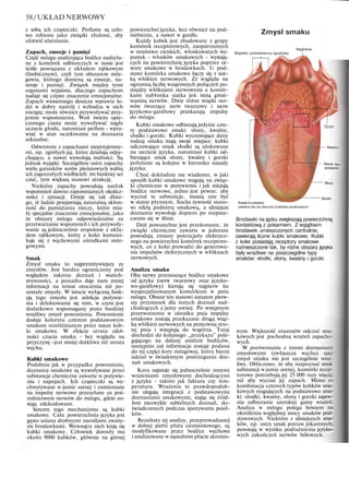 58/UKŁAD NERWOWY
z sobą ich cząsteczki. Perfumy są celo-
wo robione jako związki złożone, aby
ułatwić ulatnianie.
Zapach, emocje i pamięć
Część mózgu analizująca bodźce nadsyła-
ne z komórek odbiorczych w nosie jest
ściśle powiązana z układem rąbkowym
(limbicznym), czyli tym obszarem móz-
gowia, którego domeną są emocje, na-
stroje i pamięć. Związek między tymi
organami wyjaśnia, dlaczego zapachom
nadaje się często znaczenie emocjonalne.
Zapach wiosennego deszczu wprawia lu-
dzi w dobry nastrój i wzbudza w nich
energię; może również przywoływać przy-
jemne wspomnienia. Woń świeżo upie-
czonego ciasta może wywoływać nagłe
uczucie głodu, natomiast perfum - wpra-
wiać w stan oczekiwania na doznania
seksualne.
Odwrotnie z zapachami nieprzyjemny-
mi, np. zgniłych jaj, które działają odpy-
chająco, a nawet wywołują mdłości. Są
jednak wyjątki. Szczególnie ostre zapachy
wielu gatunków serów pleśniowych wabią
ich zagorzałych wielbicieli: im bardziej ser
czuć, tym większą stanowi atrakcję.
Niektóre zapachy powodują natłok
wspomnień dawno zapomnianych okolicz-
ności i sytuacji. Dzieje się tak dlate-
go, iż ludzie przejawiają naturalną skłon-
ność do pamiętania rzeczy, które mia-
ły specjalne znaczenie emocjonalne, jako
że obszary mózgu odpowiedzialne za
przetwarzanie wspomnień i ich przywoły-
wanie są jednocześnie zespolone z ukła-
dem rąbkowym, który z kolei komuni-
kuje się z węchowymi ośrodkami móz-
gowymi.
Smak
Zmysł smaku to najprymitywiejszy ze
zmysłów. Jest bardzo ograniczony pod
względem zakresu doznań i wszech-
stronności, a ponadto daje nam mniej
informacji na temat otoczenia niż po-
zostałe zmysły. W istocie wyłączną funk-
cją tego zmysłu jest selekcja pożywie-
nia i delektowanie się nim, w czym jest
dodatkowo wspomagany przez bardziej
wrażliwy zmysł powonienia. Powonienie
dodaje kolorytu czterem podstawowym
smakom rozróżnianym przez nasze kub-
ki smakowe. W efekcie utrata zdol-
ności czucia smaku - bez względu na
przyczynę -jest mniej dotkliwa niż utrata
węchu.
Kubki smakowe
Podobnie jak w przypadku powonienia,
doznania smakowe są wywoływane przez
substancje chemiczne zawarte w pożywie-
niu i napojach. Ich cząsteczki są wy-
chwytywane w jamie ustnej i zamieniane
na impulsy nerwowe przesyłane za poś-
rednictwem nerwów do mózgu, gdzie zo-
stają zdekodowane.
Sercem tego mechanizmu są kubki
smakowe. Cała powierzchnia języka jest
gęsto usiana drobnymi naroślami zwany-
mi brodawkami. Wewnątrz nich kryją się
kubki smakowe. Człowiek dorosły ma
około 9000 kubków, głównie na górnej
powierzchni języka, lecz również na pod-
niebieniu, a nawet w gardle.
Każdy kubek jest zbudowany z grupy
komórek receptorowych, zaopatrzonych
w mnóstwo cienkich, włoskowatych wy-
pustek - włosków smakowych - wystają-
cych na powierzchnię języka poprzez ot-
wory smakowe w brodawkach. U pod-
stawy komórka smakowa łączy się z siat-
ką włókien nerwowych. Ze względu na
ogromną liczbę wzajemnych połączeń po-
między włóknami nerwowymi a komór-
kami nabłonka siatka jest istną gmat-
waniną nerwów. Dwie różne wiązki ner-
wów tworzące nerw twarzowy i nerw
językowo-gardłowy przekazują impulsy
do mózgu.
Kubki smakowe odbierają jedynie czte-
ry podstawowe smaki: słony, kwaśny,
słodki i gorzki. Kubki wyczuwające dany
rodzaj smaku mają swoje miejsce: kubki
odczuwające smak słodki są ulokowane
na szczycie języka, natomiast kubki od-
bierające smak słony, kwaśny i gorzki
położone są kolejno w kierunku nasady
języka.
Choć dokładnie nie wiadomo, w jaki
sposób kubki smakowe reagują na związ-
ki chemiczne w pożywieniu i jak inicjują
bodźce nerwowe, jedno jest pewne: aby
wyczuć te substancje, muszą one być
w stanie płynnym. Sucha żywność stano-
wi nikłą podnietę smakową, a silniejsze
doznania wywołuje dopiero po rozpusz-
czeniu się w ślinie.
Dziś powszechne jest przekonanie, że
związki chemiczne zawarte w jedzeniu
powodują zmiany potencjału elektrycz-
nego na powierzchni komórek receptoro-
wych, co z kolei prowadzi do generowa-
nia impulsów elektrycznych w włóknach
nerwowych.
Analiza smaku
Oba nerwy przenoszące bodźce smakowe
od języka (nerw twarzowy oraz języko-
wo-gardłowy) kierują się najpierw ku
wyspecjalizowanym komórkom w pniu
mózgu. Obszar ten stanowi zarazem pierw-
szy przystanek dla innych doznań nad-
chodzących z jamy ustnej. Po wstępnym
przetworzeniu w ośrodku pnia impulsy
smakowe zostają przekazane drugą wiąz-
ką włókien nerwowych na przeciwną stro-
nę pnia i wstępują do wzgórza. Tutaj
dochodzi do kolejnego „przekazu" pole-
gającego na dalszej analizie bodźców,
następnie zaś informacja zostaje podana
do tej części kory mózgowej, która bierze
udział w świadomym postrzeganiu doz-
nań smakowych.
Kora zajmuje się jednocześnie innymi
wrażeniami zmysłowymi dochodzącymi
z języka - takimi jak faktura czy tem-
peratura. Wrażenia te prawdopodob-
nie ulegają integracji z podstawowymi
doznaniami smakowymi, stając się źród-
łem niezwykle subtelnych doznań, do-
świadczanych podczas spożywania posił-
ków.
Rezultaty tej analizy, przeprowadzanej
w dolnej partii płata ciemieniowego, są
modyfikowane przez bodźce węchowe
i analizowane w sąsiednim płacie skronio-
Zmysl smaku
Migdalki podniebienny i językowy
Nagłośnia
Kwaśny
— Różne typy
brodawek
Słony
Słodki
Każda brodawka
zawiera sto do dwustu kubków smakowych
Brodawki na jęzku zwiększają powierzchnię
kontaktową z pokarmem. Z wyjątkiem
brodawek umieszczonych centralnie,
zawierają liczne kubki smakowe. Kubki
z kolei posiadają receptory smakowe
rozmieszczone tak, by różne obszary języka
były wrażliwe na poszczególne typy
smaków: słodki, słony, kwaśny i gorzki.
wym. Większość niuansów odczuć sma-
kowych jest pochodną wrażeń zapacho-
wych.
W porównianiu z innmi doznaniami
zmysłowymi (zwłaszcza węchu) nasz
zmysł smaku nie jest szczególnie wraż-
liwy. Obliczono, że aby rozpoznać smak
substancji w jamie ustnej, komórki recep-
torowe potrzebują jej 25 000 razy więcej,
niż aby wyczuć jej zapach. Mimo to
kombinacja czterech typów kubków sma-
kowych reagujących na podstawowe sma-
ki: słodki, kwaśny, słony i gorzki zapew-
nia odbieranie szerokiej gamy wrażeń.
Analiza w mózgu polega bowiem na
określeniu względnej mocy smaków pod-
stawowych. Niektóre z silniejszych sma-
ków, np. ostry smak potraw pikantnych,
powstają w wyniku podrażnienia języko-
wych zakończeń nerwów bólowych.
 