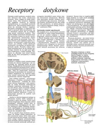 Receptory dotykowe
Owinięte wokół podstawy cienkich włos-
ków skórnych leżą wolne zakończenia
nerwowe, które reagują na każde pobu-
dzenie włosa. Owe receptory dotykowe
pod względem struktury są najmniej
skomplikowane ze wszystkich komórek
odbiorczych. Jeśli działanie bodźca prze-
dłuża się, przestają wkrótce reagować.
Receptory występujące w większych iloś-
ciach w partiach skóry bezwłosowej, np.
na opuszkach palców lub na wargach,
mają postać maleńkich krążków. Osa-
dzenie włókien nerwowych wewnątrz krąż-
ków spowalnia reakcję na nacisk i powo-
duje nieprzerwane wytwarzanie impul-
sów, gdy nacisk się utrzymuje. Inne, bar-
dziej złożone pod względem budowy re-
ceptory, są utworzone z wielu błon okrę-
conych „na cebulkę" wokół zakończeń
nerwowych i są wrażliwe na bardziej dłu-
gotrwały nacisk. Ponadto rodzaj infor-
macji wysyłanej przez nie do układu ner-
wowego zmienia się na ogół pod wpły-
wem temperatury, w jakiej działają. Tłu-
maczy to, dlaczego nasz zmysł dotyku
zdaje się być nieco przytępiony w niskiej
temperaturze.
Szlaki nerwowe
Niektóre z włókien czucia somatycznego
wchodzą do rdzenia kręgowego i nie za-
trzymując się, zmierzają wprost do pnia
mózgu. Sterują głównie doznaniami wywo-
łanymi bodźcami mechanicznymi, zwłasz-
szcza posiadającymi konkretny punkt na-
cisku. Stąd też konieczność wysyłania
informacji bezpośrednio do wyższych oś-
rodków mózgowych, by wrażenia miejs-
cowe zostały oszacowane bez ingerencji
analizatorów rdzenia kręgowego.
Inne włókna nerwowe - przynoszące
informacje o bardziej rozsianych bodź-
cach dotykowych - wchodzą do istoty
szarej rdzenia kręgowego i tam napoty-
kają na siatkę komórek analizujących
wstępnie nadesłane informacje. Jest to
ten sam obszar, który otrzymuje impulsy
od receptorów bólu w skórze i innych
organach. Spotkanie się w rdzeniu krę-
gowym bodźców bólowych i czucia so-
matycznego pozwala na scalenie tych
dwóch doznań.
Analiza w rdzeniu kręgowym polega na
filtrowaniu wrażeń, które następnie są
wysyłane w górę do mózgu. Istota szara
rdzenia kręgowego służy tutaj jako układ
bramkujący, tłumiący bodźce bólu za
pośrednictwem nadciągających do rdze-
nia niektórych typów impulsów dotyko-
wych, zapobiegając w ten sposób przedo-
staniu się nadmiernej ilości bodźców bó-
lowych do ośrodków bólu.
W ten sposób drogi dotykowe prowa-
dzące do mózgu zostają podzielone na
dwa strumienie: jeden, który idzie prak-
tycznie wprost do pnia mózgu, oraz drugi,
który zostaje wstępnie przeanalizowany
przez komórki rdzenia kręgowego. Dzię-
ki temu człowiek zachowuje zdolność po-
strzegania niewielkich nawet różnic mię-
dzy doznaniami dotykowymi. Możemy
więc precyzyjnie określić wielkość nacis-
ku i położenie jego przyczyny. Jeżeli jed-
nak bodziec mechaniczny jest zbyt wielki
lub zbyt gwałtowny, za sprawą połącze-
nia w rdzeniu kręgowym zostają „włączo-
ne" analizatory bólu.
Sortownia wrażeń zmysłowych
Bez względu na to, czy doznania czuciowe
nadchodzą ze skóry drogą bezpośrednią,
czy też po analizie wstępnej z rdzenia
kręgowego, ostatecznie kończą swą drogę
w zbitym skupisku istoty szarej wzgórza,
gdzie strzępy informacji z różnego typu
receptorów skórnych zostają zebrane
i skoordynowane. Pozwala to wyższym
ośrodkom kory mózgowej na stworzenie
zintegrowanego obrazu doznań czucio-
wych, których zaczynamy być wówczas
świadomi. Surowe dane ze wzgórza pod-
legają projekcji na wąski pasek przedniej
części płata ciemieniowego.
To pierwszorzędowe pole czuciowe ko-
ry mózgowej przetwarza informacje, na-
stępnie zaś przekazuje je do pól drugo-
i trzeciorzędowych. W kolejnych polach
projekcyjnych powstaje pełny obraz miej-
sca, rodzaju i znaczenia wrażenia czucio-
wego, jakim go postrzegamy. Obraz zo-
staje następnie skorelowany ze wspom-
nieniami wrażeń z przeszłości, jak rów-
nież zintegrowany z bodźcami wzrokowy-
mi i słuchowymi.
Wrażenia dotykowe - nie mniej istotne
- są na tym etapie skoordynowane z czu-
ciem głębokim, czyli postrzeganą pozycją
kończyn, stawów oraz palców; jest to
niezwykle ważne, ponieważ pozwala nam
określić rozmiary i kształty przedmiotów,
a także je rozróżniać.
Plat ciemieniowy
Kora mózgowa
Receptory dotykowe w skórze
przesyłają impulsy do kory mózgowej
dwoma drogami w rdzeniu
kręgowym: jedna przekazuje
wrażenia dotykowe miejscowe,
druga przenosi informacje o bardziej
rozsianych (rozproszonych)
bodźcach dotykowych.
Szlak bezpośredni
bodźca precyzyjnego
czucia dotyku
Wlokna czucia ból
i dotyku spotykają,
się-analiza wrażeń
Pośrednia
droga czucia
rozproszonego
i bólu
Rdzeń kręgowy
Ciałko Paciniego
(nacisk ciągły)
Wolne zakończenia
nerwowe (lekki
dotyk i ból)
 