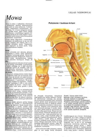 Mowa
UKŁAD NERWOWY/61
Mowa to jedna z najbardziej złożonych
i delikatnych operacji dokonywanych
przez ciało na nasze polecenie. Całością
mowy - mówieniem i rozumieniem - ste-
ruje mózg. To w korze mózgowej istnieją
tzw. ośrodki mowy, gdzie słowa zostają
odszyfrowane, a wychodzące sygnały i in-
strukcje kierują się do setek mięśni w krta-
ni, gardle ijamie ustnej, które biorą udział
w tworzeniu wypowiedzi.
Cały układ oddechowy i konstrukcja
mięśniowa od podbrzusza aż po nos od-
grywają mniejszą lub większą rolę w ar-
tykulacji dźwięków mowy. Najważniej-
szymi organami są krtań, język, wargi
oraz podniebienie miękkie.
Krtań
Krtań człowieka jest skrzynią głosową
wyposażoną w struny, które wprawione
w drgania wytwarzają głoski. Krtań jest
organem niezwykle delikatnym. Pełni ró-
wnież mniej skomplikowaną funkcję
- jest zaworem broniącym wstępu do
płuc.
Podczas jedzenia lub picia krtań szczel-
nie się zamyka, powodując, że pożywienie
i napoje ześlizgują się w głąb przełyku
wiodącego wprost do żołądka. Gdy ist-
nieje potrzeba wykonania wdechu lub
wydechu, krtań, rzecz jasna, z powrotem
się otwiera.
Krtań jest umiejscowiona mniej więcej
w środkowej części szyi na szczycie tcha-
wicy. Leży do przodu od części krtanio-
wej gardła. Zbudowana jest z 3 chrząstek
nieparzystych i 3 parzystych. W jej gór-
nej części znajduje się nagłośnia - miękka
„klapa" opadająca w dół w celu zamk-
nięcia wejścia do krtani - otworu łączą-
cego dolną część jamy gardła z jamą
krtani.
Czynności nagłośni są automatycznie
sterowane przez mózg, czasami jednak
zdarza się, że mechanizm zawodzi, a wte-
dy płyny lub cząsteczki jedzenia wpadają
do niewłaściwego kanału. O ile pokarm
niejest na tyle duży, by utkwić w przewo-
dzie poniżej krtani, można go wykrztusić
z powrotem.
Struny (fałdy) głosowe pełnią funkcję
podobną do ustnika w instrumentach
dętych, np. klarnetu. Kiedy muzyk wtło-
czy powietrze w ustnik, cienkie części
drewniane lub plastikowe poczynają wib-
rować, wytwarzając podstawowy dźwięk,
który następnie jest modelowany przez
system rurek i otworów w instrumencie.
Podobnie dzieje się ze strunami głosowy-
mi - drgają, gdy człowiek wydobywa głos,
a powstały dźwięk ulega „obróbce" w gar-
dle, nosie i jamie ustnej.
Struny głosowe składają się z dwóch
fałdów wyglądem przypominających war-
gi, które otwierają się i zamykają, prze-
puszczając przechodzące przez nie powie-
trze. Jeden koniec przyczepiony jest do
ruchomych chrząstkek nalewkowatych,
natomiast drugi - trwale przymocowany
Położenie i budowa krtani
Gardło
Część krtaniowa
gardła
Kość gnykowa
Kieszonka krtaniowa
Chrząstka tarczowata
(jabłko Adama)
do chrząstki tarczowatej, stanowiącej
część grdyki (tzw. jabłko Adama). Chrząs-
tki nalewkowate zmieniają swą pozycję,
tak że przestrzeń pomiędzy nimi i strunami
(szpara głośni) może przyjmować kształt
od rozszerzonej litery V (podczas mówie-
nia po zamkniętą szczelinę w trakcie prze-
łykania). Drgania strun głosowych pod-
czas mówienia powstają w wyniku zwęże-
nia szpary głośni podczas wyrzucania po-
wietrza z płuc przez krtań. Proces ten nosi
nazwę fonacji. Głośność dźwięku jest uwa-
runkowana siłą, z jaką powietrze jest wy-
rzucane z płuc, a jego wysokość zależy od
długości i napięcia strun głosowych. Natu-
ralna barwa i tembr głosu są efektem
kształtu i wielkości nosa, gardła oraz jamy
ustnej: dlatego mężczyźni, którzy na ogół
posiadają pokaźniejsze krtanie, mają niż-
sze głosy niż kobiety, których krtanie są
mniejszych rozmiarów.
Jama ustna jest ściśle związana z mową,
gdyż to ona nadaje formę dźwiękom
Krtań
Przedni i boczny widok krtani.
Wewnątrz krtani schowane są struny
głosowe osadzone na specjalnie
ukształtowanych tworach chrząstkowych.
Powietrze przechodzące podczas wydechu
w ich pobliżu wprawia struny w drgania,
co prowadzi do powstania dźwięku.
Chrząstki mają zdolność napinania lub
rozluźniania strun głosowych, regulując
w ten sposób wysokość dźwięków.
wydobywającym się z krtani. Artykulacja
spółgłosek, np. k lub t, polega na nagłym
odcięciu przez język i podniebienie do-
pływu powietrza z krtani, natomiast sa-
mogłoski (np. a lub e) nie wymagają
przerwania strumienia powietrza, lecz
odpowiedniej pozycji języka i zębów.
Poszczególne dźwięki w każdym języku
są określone przez minimalnie odmienne
ruchy warg, języka i żuchwy. Zdolność
 