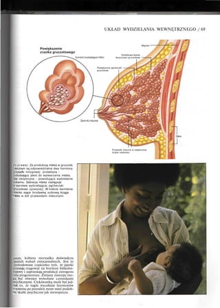 UKŁAD WYDZIELANIA WEWNĘTRZNEGO / 69
Powiększenie
zrazika gruczołowego
Mięsień •
Dodatkowa tkanka
tłuszczowa i gruczołowa
Powiększone pęcherzyki
gruczołowe
Po prawej: Za produkcję mleka w gruczole
mlecznym są odpowiedzialne dwa hormony
przysadki mózgowej: prolaktyna -
pobudzająca pierś do wytwarzania mleka,
oraz oksytocyna - powodująca wydzielanie
pokarmu. Sekrecja mleka następuje
w warstwie wyściełającej pęcherzyki
gruczołowe (powyżej). W trakcie karmienia
dziecko ssące brodawkę sutkową ściąga
mleko w dół przewodami mlecznymi.
pauzy, kobieta nierzadko doświadcza
sporych wahań emocjonalnych. Jest to
spowodowane częściowo tym, że jajniki
przestają reagować na hormon folikulot-
ropowy i zaprzestają produkcji estrogenu
oraz progesteronu. Zmiany nastroju mo-
gą być również wywołane czynnikami
psychicznymi. Ciekawostką może być jed-
nak to, że nagłe wycofanie hormonów
z systemu po porodzie może mieć podob-
ne skutki psychiczne jak menopauza.
Przewody mleczne w zwiększonej
liczbie i wielkości
 