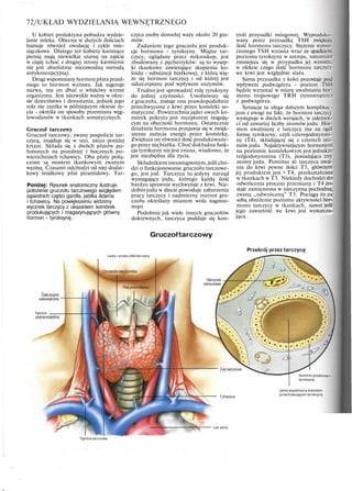 72/UKŁAD WYDZIELANIA WEWNĘTRZNEGO
U kobiet prolaktyna pobudza wydzie-
lanie mleka. Obecna w dużych ilościach
hamuje również owulację i cykle mie-
siączkowe. Dlatego też kobiety karmiące
piersią mają niewielkie szansę na zajście
w ciążę (choć z drugiej strony karmienie
nie jest absolutnie niezawodną metodą
antykoncepcyjną).
Drugi wspomniany hormon płata przed-
niego to hormon wzrostu. Jak sugeruje
nazwa, ma on dbać o właściwy wzrost
organizmu. Jest niezwykle ważny w okre-
sie dzieciństwa i dorastania, jednak jego
rola nie zanika w późniejszym okresie ży-
cia - określa on sposoby przemiany węg-
lowodanów w tkankach somatycznych.
Gruczoł tarczowy
Gruczoł tarczowy, zwany pospolicie tar-
czycą, znajduje się w szyi, nieco poniżej
krtani. Składa się z dwóch płatów po-
łożonych na przedniej i bocznych po-
wierzchniach tchawicy. Oba płaty połą-
czone są mostem tkankowym zwanym
węziną. Czasami odchodzi od niej dodat-
kowy środkowy płat piramidowy. Tar-
Poniżej: Rysunek anatomiczny ilustruje
położenie gruczołu tarczowego względem
sąsiednich części gardła, jabłka Adama
i tchawicy. Na powiększeniu widzimy
wycinek tarczycy z ukazaniem komórek
produkujących i magazynujących główny
hormon - tyroksynę.
czyca osoby dorosłej waży około 20 gra-
mów.
Zadaniem tego gruczołu jest produk-
cja hormonu - tyroksyny. Miąższ tar-
czycy, oglądany przez mikroskop, jest
zbudowany z pęcherzyków: są to wysep-
ki tkankowe zawierające skupienia ko-
loidu - substancji białkowej, z którą wią-
że się hormon tarczycy i od której jest
odszczepiany pod wpływem enzymów.
Trudno jest sprowadzić rolę tyroksyny
do jednej czynności. Uwolniwszy się
z gruczołu, zostaje ona prawdopodobnie
przechwycona z krwi przez komórki so-
matyczne. Powierzchnia jąder owych ko-
mórek pokryta jest receptorem reagują-
cym na obecność hormonu. Ostatecznie
działanie hormonu przejawia się w zwięk-
szeniu zużycia energii przez komórkę.
Zwiększa on również ilość produkowane-
go przez nią białka. Choć dokładna funk-
cja tyroksyny nie jest znana, wiadomo, że
jest niezbędna dla życia.
Składnikiem niezastąpionym,jeśli cho-
dzi o funkcjonowanie gruczołu tarczowe-
go, jest jod. Tarczyca to jedyny narząd
wymagający jodu, którego każdą ilość
bardzo sprawnie wychwytuje z krwi. Nie-
dobórjodu w diecie powoduje zaburzenia
pracy tarczycy i nadmierny rozrost gru-
czołu określany mianem wola nagmin-
nego.
Podobnie jak wiele innych gruczołów
dokrewnych, tarczyca poddaje się kon-
troli przysadki mózgowej. Wyproduko-
wany przez przysadkę TSH zwiększa
ilość hormonu tarczycy. Stężenie wytwo-
rzonego TSH wzrasta wraz ze spadkiem
poziomu tyroksyny w ustroju, natomiast
zmniejsza się w przypadku jej wzrostu,
w efekcie czego ilość hormonu tarczycy
we krwi jest względnie stała.
Sama przysadka z kolei pozostaje pod
wpływem podwzgórza - poziom TSH
będzie wzrastać w miarę uwalniania hor-
monu tropowego TRH (tyreotropiny)
z podwzgórza.
Sytuacja ta ulega dalszym komplikac-
jom z uwagi na fakt, że hormon tarczycy
występuje w dwóch wersjach, w zależnoś-
ci od zawartej liczby atomów jodu. Hor-
mon uwalniany z tarczycy ma na ogól
formę tyroksyny, czyli czterojodotyroni-
ny (T4), składającej się z czterech ato-
mów jodu. Najaktywniejszym hormonem
na poziomie komórkowym jest jednakże
trójjodotyronina (T3), posiadająca trzy
atomy jodu. Pomimo że tarczyca uwal-
nia do krwi pewne ilości T3, głównym
jej produktem jest • T4, przekształcana
w tkankach w T3. Niekiedy dochodzi do
odwrócenia procesu przemiany i T4 zo-
staje zamieniona w nieczynną pochodną,
zwaną „odwróconą" T3. Pociąga to za
sobą obniżenie poziomu aktywności hor-
monu tarczycy w tkankach, nawet jeśli
jego zawartość we krwi jest wystarcza-
jąca.
Gruczołtarczowy
Przekrój przez tarczycę
Lewy i prawy płat tarczycy
Tętnica
Komórki produkujące
tyroksynę
Jama wypełniona koloidem
przechowującym tyroksynę
Luk aorty
Tętnice tarczowe
 