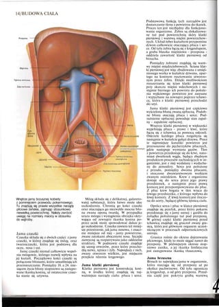14/BUDOWA CIAŁA
Przepona
Wątroba
Tętnica nerkowa
Żyta nerkowa
Aorta brzuszna
Koniec usuniętego
przewodu pokarmowego
(odbytnica)
Tętnica biodrowa
zewnętrzna
Żyła biodrowa ze'
Pęcherz moczowy
Wnętrze jamy brzusznej kobiety
z pominięciem przewodu pokarmowego.
Tu znajdują się prawie wszystkie narządy
płciowe żeńskie, zajmując stosunkowo
niewielką powierzchnię. Należy zwrócić
uwagę na rozmiary macicy w stosunku
do wątroby.
Jama czaszki
Czaszka składa się z dwóch części: z jamy
czaszki, w której znajduje się mózg, oraz
twarzoczaszki, która jest podstawą dla
oczu, nosa i ust.
Jamę czaszki niemal całkowicie wypeł-
nia mózgowie, którego rozwój wpływa na
jej kształt. Początkowo kości czaszki są
połączone błonami, które umożliwiają ich
przemieszczanie. Pomiędzy 18. a 24. mie-
siącem życia błony stopniowo są zastępo-
wane tkanką kostną, aż ostatecznie czasz-
ka stanie się sztywna.
Mózg składa się z delikatnej, galareto-
watej substancji, która łatwo może ulec
uszkodzeniu. Chronią go kości czaszki
oraz otaczająca go niezwykle mocna bło-
na zwana oponą twardą. W przypadku
urazu mózgu i wystąpienia obrzęku okry-
wająca od zewnątrz tkanka kostna po-
przez ucisk może spowodować dalsze je-
go uszkodzenie. Czaszka zawiera też mniej-
sze przestrzenie, jak jama nosowa, i znacz-
nie mniejsze od niej - jamy powietrzne,
zwane zatokami obocznymi nosa. Szczęki
zazwyczaj są rozpatrywane jako oddzielne
struktury. W podstawie czaszki znajduje
się szereg otworów, przez które przecho-
dzą nerwy, tętnice i żyły. Największy z nich,
zwany otworem wielkim, jest miejscem
przejścia rdzenia kręgowego.
Jama klatki piersiowej
Klatka piersiowa jest konstrukcją kost-
ną, w środku której znajdują się naj-
ważniejsze narządy ciała: płuca i serce.
Podstawową funkcją tych narządów jest
dostarczanie tlenu z powietrza do tkanek.
Proces ten jest niezbędny dla funkcjono-
wania organizmu. Żebra są zlokalizowa-
ne tuż pod powierzchnią skóry klatki
piersiowej i warstwą mięśni powierzchow-
nych. Układ żeber kształtem przypomina
dzwon całkowicie otaczający płuca i ser-
ce. Od tyłu żebra łączą się z kręgosłupem,
a gruba blaszka mięśniowa - przepona -
oddziela zawartość klatki piersiowej od
brzucha.
Pomiędzy żebrami znajdują się warst-
wy mięśni międzyżebrowych. Ściana klat-
ki piersiowej jest więc zbudowana z umięś-
nionego worka w kształcie dzwonu, opar-
tego na kostnym rusztowaniu utworzo-
nym przez żebra. Dzięki możliwościom
rozszerzania się ścian klatki piersiowej
przy skurczu mięśni wdechowych i na-
stępnie biernego ich powrotu do położe-
nia wyjściowego powietrze jest zasysane
i wypychane na zewnątrz poprzez tchawi-
cę, która z klatki piersiowej przechodzi
do szyi.
Jama klatki piersiowej jest częściowo
wyścielona błoną zwaną opłucną. Podob-
ne błony otaczają płuca i serce. Pod-
rażnienie opłucnej powoduje stan zapal-
ny - zapalenie opłucnej.
Wnętrze klatki piersiowej w większości
wypełniają płuca - prawe i lewe, które
łączą się z tchawicą za pomocą oskrzeli.
Oskrzele każdego płuca rozgałęzia się
następnie w kształcie gałęzi drzewa. Przez
te najmniejsze kanaliki powietrze jest
przenoszone do pęcherzyków płucnych,
gdzie następuje wymiana gazów. Tlen
z powietrza przedostaje się do krwi, nato-
miast dwutlenek węgla, będący zbędnym
produktem procesów zachodzących w or-
ganizmie, jest z niej wydalany i wydycha-
ny do atmosfery. Serce jest położone
z przodu, pomiędzy dwoma płucami,
i otoczone dwuwarstwowym workiem
zwanym osierdziem. Krew z organizmu
dostaje się do serca przez jego prawy
przedsionek, a następnie przez prawą
komorę jest przepompowywana do płuc.
Z płuc krew bogata w tlen wraca do
lewego przedsionka, z którego wpływa do
lewej komory. Z lewej komoryjest tłoczo-
na do aorty, będącej główną tętnicą ciała.
Oprócz serca i płuc w klatce piersiowej
znajduje się przełyk, przez który pokarm
przedostaje się z jamy ustnej i gardła do
żołądka położonego tuż pod przeponą.
W górnej części klatki piersiowej przed
tchawicą znajduje się gruczoł zwany gra-
sicą, który jest głównym organem uczest-
niczącym w procesach odpornościowych
ustroju.
Grasica rośnie do okresu dojrzewania
płciowego, kiedy to może sięgać nawet do
przepony. W późniejszym okresie stop-
niowo zanika, a jej tkanka limfatyczna
jest zastępowana tkanką tłuszczową.
Jama brzuszna
Brzuch to największa jama w organizmie,
która rozciąga się od przepony aż po
okolice pachwinowe. Od tyłu ogranicza
ją kręgosłup, a od góry przepona. Przed-
nia część jest pokryta grubą warstwą
4
 