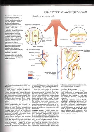 Chlorek sodu (sól kuchenna)
jestistotnymskładnikiem
płynu, w którym zanurzone są
komórki, a ponadto rzutuje na
ilość krwi będącej w obiegu.
Nerki utrzymują poziom
równowagi pomiędzy ilością
soli wydalanej z moczem lub
z potem a ilością soli
zatrzymywanej w organizmie.
Czynność ta jest kontrolowana
przez hormon nadnerczy -
aldosteron, który nakazuje
nerkomzredukowanie ilości
wydalanej soli w przypadku,
gdy jej poziom w ustroju jest
zbyt niski. Większość jonów
sodu znajduje się w płynie
zewnątrzkomórkowym.
Utrzymywane sątam za pomocą
układu nośników zwanego
pompą sodowo-potasową.
Usuwa on sód z wnętrza
komórki, pozostawiając w niej
komplementarne jony
potasowe. Taki układ
potencjałówjestniezbędnym
warunkiem do przekazywania
impulsów nerwowych poprzez
błonę komórkową.
UKŁAD WYDZIELANIA WEWNĘTRZNEGO /77
Regulacja poziomu soli
Równowaga elektrolityczna
w komórce (pompa sodowo-potasowa) Utrata soli z potem
Potas wchodzący do
:omórki zrównoważon
1
przez opuszczający
ją sód
Błona komórkowa
Płyn zewnątrzkomórkowy
Nadnercze •
Nerka
Moczowód
Pęcherz-
Torebka ciałka nerkowego
(Bowmana)
Krew tętnicza
Krew żylna
Wchłanianie zwrotne
soli w kanalikach
nefronu
w dotłoczeniu wystarczającej ilości krwi
do tkanek.
Sekrecja aldosteronu jest kontrolowa-
na przez reninę - hormon wytwarzany
w nerkach. Układ ten działa niejako na
zasadzie huśtawki: przy niskim poziomie
aldosteronu nerki produkują reninę i po-
ziom hormonu zaczyna się podnosić; gdy
jego poziom jest za wysoki, spada stopień
aktywności reninotwórczej nerek i stęże-
nie aldosteronu we krwi powraca do
normy.
Kortyzon: Hormony cukrowe, spośród
których najważniejszy to kortyzon, są
odpowiedzialne za podnoszenie poziomu
glukozy we krwi. Glukoza stanowi pod-
stawowy surowiec energetyczny organiz-
mu. Gdy zatem zwiększa się zapotrzebo-
wanie energetyczne, jak np. w sytuacjach
stresowych, kortyzon rozpoczyna akcję
przemiany białek w glukozę.
Kortyzon jest ważnym, lecz nie jedy-
nym, hormonem podnoszącym poziom
cukru. Dla kontrastu - funkcjonuje wy-
łącznie jeden hormon obniżający poziom
cukru, tj. insulina. Z uwagi na tę nie-
równowagę, istnieje większe prawdopo-
dobieństwo wystąpienia niedoboru hor-
monu obniżającego, a więc cukrzycy, któ-
ra leczona jest przez podawanie tabletek
lub zastrzyków insulinowych.
Kortyzon, oprócz tego, że pełni klu-
czową rolę w metabolizmie (procesach
przemiany materii niezbędnych dla pod-
trzymania życia), jest też nieodzowny dla
układu odpornościowego, stanowiącego
system obrony ustroju przed zakażeniami
i uszkodzeniami. Jeżeli jednak w wyniku
powziętych działań medycznych normal-
ny poziom kortyzonu zostanie pod-
wyższony (np. w celu zapobieżenia od-
rzuceniu przeszczepu), odporność na za-
każenia obniża się. Organizm sam nie
potrafi produkować zwiększonych ilości
kortyzonu.
Hormony płciowe: Ostatnią grupą hor-
monów powstających w nadnerczach są
tzw. androgeny nadnerczowe. Wydziela
je kora nadnerczy, by wspomagały pra-
cę hormonów płciowych produkowanych
w jeszcze większych ilościach przez gona-
dy - męskie i żeńskie gruczoły płciowe.
Główny męski hormon płciowy - obec-
ny również w mniejszych ilościach u ko-
biet - to testosteron, odpowiedzialny za
zwiększanie masy mięśniowej. Sterydy ana-
boliczne są sztucznymi pochodnymi m.in.
męskich hormonów płciowych.
Regulacja kortyzonowa
Kortyzon jest tak ważny dla funkcjono-
wania organizmu, że jego sekrecja musi
być pod ścisłą kontrolą. Mechanizmem
regulującym jego produkcję - jak rów-
nież produkcję sterydów -jest przysadka
mózgowa.
Przysadka wydziela hormon ACTH,
pobudzający wytwarzanie kortyzonu. Po-
dobnie jak w przypadku aldosteronu i re-
niny, obie te substancje podlegają mecha-
nizmowi sprzężenia zwrotnego. Gdy za-
wartość kortyzonu w ustroju jest zbyt
niska, przysadka uwalnia ACTH i jego
poziom wzrasta; jeżeli poziom jest zbyt
wysoki, gruczoł ogranicza produkcję i stę-
żenie kortyzonu maleje.
 