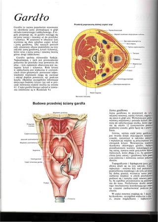 Gardło
Gardło to nazwa popularnie stosowana
na określenie jamy prowadzącej w głąb
układu trawiennego i oddechowego. Z re-
guły przyjmuje się, że gardło rozciąga się
od jamy ustnej i nosowej aż do przełyku
i tchawicy. W anatomii w obszarze tym
wyróżnia się dwie odrębne części: krtań
i jamę gardłową. Dla naszych potrzeb
cały omawiany obszar podzielimy na trzy
odcinki: jamę gardłową, krtań i tchawicę,
które wraz z jamą ustną i nosową tworzą
górne drogi oddechowe.
Gardło spełnia różnorakie funkcje.
Najważniejszą z nich jest przewodzenie
pokarmu do przełyku oraz powietrza do
płuc - tym zadaniem obarczona jest na-
stępnie krtań i tchawica. Rola krtani
w oddychaniu jest widoczna w czynnoś-
ciach strun głosowych: poruszane odpo-
wiednimi mięśniami mogą się zacisnąć
i odciąć dopływ powietrza, np. podczas
kaszlu. (Bardziej szczegółowe informacje
dotyczące budowy krtani i jej roli w pro-
cesie mówienia znaleźć można na strome
61. Części gardła biorące udział w trawie-
niu omówione są w Rozdziale 9.)
Przekrój poprzeczny dolnej części szyi
Tkanka tłuszczowa
Mięsień mostkowo-obojczykowo-sutkowy
Żyła szyjna wewnętrzna
Nerw błędny
Tętnica szyjna wspólna
Tarczyca
Tchawica
Mięśnie szyi
Trzonkręguszyjnego
Żyłaszyjnazewnętrzna
Rdzeń kręgowy
Wyrostek kolczysty
Budowa przedniej ściany gardła
Migdałek gardłowy
Przegroda
nosowa
Częśćnosowagardła
Języczek podniebienia
Migdatek podniebienny
Nagłośnia
Cieśńgardziel
Część krtaniowa gardła ?
Jama gardłowa
Jama gardłowa to przestrzeń do tyłu
od jamy nosowej, ustnej i krtani, ciągnąca
się nieco w głąb szyi. Wyłożona jest grubą
warstwą mięśniową i posiada kształt zbli-
żony do odwróconego stożka, który ciąg-
nie się około 12 centymetrów poniżej
podstawy czaszki, gdzie łączy się z przeły-
kiem.
Górna, szersza część jamy gardłowej
jest twarda dzięki otaczającym kościom
czaszki, natomiast w odcinku dolnym
i węższym jej mięśnie są przyczepione do
chrząstek krtani. Wewnętrzna warstwa
tkankowa okrywająca gardło, będąca
przedłużeniem warstwy wyściełającej ja-
mę ustną, zawiera wiele gruczołów śluzo-
twórczych, które dbają o to, by powierz-
chnia jamy ustnej i gardłowej była pod-
czas jedzenia i mówienia zawsze pokryta
śluzem.
Topograficznie i fizjologicznie jama gar-
dłowa dzieli się na trzy odcinki. Część
najwyższa - nosowa leży nad poziomem
podniebienia miękkiego i do tyłu od nosa.
Jej dolną granicę wyznacza samo pod-
niebienie miękkie: w chwili przełykania
podnosi się i zamyka część nosową gard-
ła, by zapobiec przedostaniu się pożywie-
nia do nosa. Niefortunne skutki awarii
tego mechanizmu koordynującego moż-
na czasami zaobserwować podczas ki-
chania.
W części nosowej znajdują się 3 skupis-
ka tkankowe, szczególnie widoczne u dzie-
ci, zwane migdałkami - trąbkowymi
 