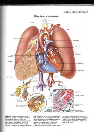 UKŁAD ODDECHOWY/85
Obieg tlenu w organizmie
Tchawica
Oskrzele
Aorta
Płuco
Prawy _
przedsionek
Oskrzeliki
Tętnica płucna
- Zyty płucne
Lewy
przedsionek
-"^ r Powietrze
/ wpływające
wypływające
z pęcherzyka
Erytrocyty
przenoszące
dwutlenek węgla
Lewa komora
Prawa komora
Pęcherzyk płucny
Pęcherzyk
płucny
Erytrocyty
niosące tlen
Naczynie włosowate
Wnętrze pęcherzyka
płucnego wypełnione
powietrzem
Strumień tlenu do
komórek
Dwutlenekwęgla
uwalniany z komórek
Powyżej: Powietrze wdychane przez
tchawicę, oskrzela i oskrzeliki dociera do
pęcherzyków płucnych, gdzie tlen
z powietrza zostaje przekazany do naczyń
włosowatych otaczających pęcherzyk.
Nasycona tlenem krew płynie do żyły
płucnej, a następnie do lewej połowy serca.
które wtłacza ją do aorty. Krew okrąża całe
ciało tętnicami aż do naczyń włosowatych.
Tlen przenoszony przez czerwone ciałka krwi
zostaje oddany tkankom, w zamian za
produkt przemiany materii - dwutlenek
węgla. Gaz zostaje odtransportowany
z powrotem żyłami do prawej połowy serca
i na ostanim etapie krew wpływa tętnicą
płucną do płuca. W pęcherzyku powracająca
z obiegu krew oddaje dwutlenek węgla,
który następnie wydychamy, pobiera zaś
nową porcję tlenu.
 