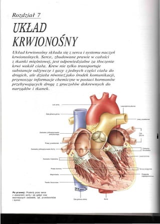 Rozdział 7
KRWIONOŚNY
Układ krwionośny składa się z serca i systemu naczyń
krwionośnych. Serce, zbudowane prawie w całości
z tkanki mięśniowej, jest odpowiedzialne za tłoczenie
krwi wokół ciała. Krew nie tylko transportuje
substancje odżywcze i gazy z jednych części ciała do
drugich, ale działa również jako środek komunikacji,
przenosząc informacje chemiczne w postaci hormonów
przebywających drogę z gruczołów dokrewnych do
narządów i tkanek.
Luk aorty —
Żyła główna górna
Lewa tętnica płucna
Lewy przedsionek
Zastawka pólksiężycowata
pniapłucnego
Prawy przedsionek
Zastawka pólksiężycowata Aorty
Zastawka trójdzielna
Prawa komora
Mięśniówka
Tkanka tłuszczowa
Po prawej: Przekrój przez serce
z ukazaniem aorty i jej gałęzi oraz
ważniejszych zastawek, żył, przedsionków
i komór.
i
Przegroda
międzykomorowa
Itr—>
Żyla główna dolna Aorta
 