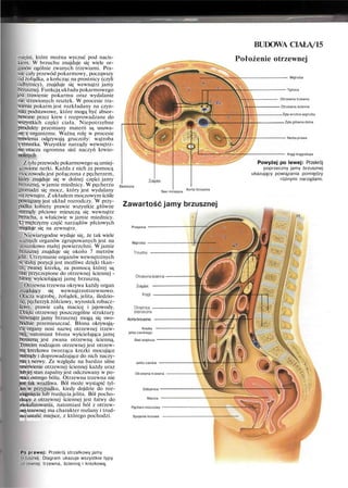 mięśni, które można wyczuć pod nacis-
kiem. W brzuchu znajduje się wiele or-
ganów ogólnie zwanych trzewiami. Pra-
wie cały przewód pokarmowy, począwszy
od żołądka, a kończąc na prostnicy (czyli
odbytnicy), znajduje się wewnątrz jamy
brzusznej. Funkcją układu pokarmowego
jest trawienie pokarmu oraz wydalanie
nie strawionych resztek. W procesie tra-
wienia pokarm jest rozkładany na czyn-
niki podstawowe, które mogą być absor-
bowane przez krew i rozprowadzane do
wszystkich części ciała. Niepotrzebne
produkty przemiany materii są usuwa-
ne z organizmu. Ważną rolę w procesie
trawienia odgrywają gruczoły: wątroba
i trzustka. Wszystkie narządy wewnętrz-
ne otacza ogromna sieć naczyń krwio-
nośnych.
Z tyłu przewodu pokarmowego są umiej-
scowione nerki. Każda z nich za pomocą
moczowodu jest połączona z pęcherzem,
który znajduje się w dolnej części jamy
brzusznej, w jamie miednicy. W pęcherzu
gromadzi się mocz, który jest wydalany
nazewnątrz. Z układem moczowym ściśle
powiązany jest układ rozrodczy. W przy-
padku kobiety prawie wszystkie główne
narządy płciowe mieszczą się wewnątrz
brzucha, a właściwie w jamie miednicy.
U mężczyzny część narządów płciowych
znajduje się na zewnątrz.
Niewiarygodne wydaje się, że tak wiele
ważnych organów zgrupowanych jest na
stosunkowo małej powierzchni. W jamie
brzusznej znajduje się około 7 metrów
jelit. Utrzymanie organów wewnętrznych
w stałej pozycji jest możliwe dzięki tkan-
ce, zwanej krezką, za pomocą której są
one przyczepione do otrzewnej ściennej -
błony wyściełającej jamę brzuszną.
Otrzewna trzewna okrywa każdy organ
znajdujący się wewnątrzotrzewnowo.
Otacza wątrobę, żołądek, jelita, śledzio-
nę, pęcherzyk żółciowy, wyrostek robacz-
kowy, prawie całą macicę i jajowody.
Dzięki otrzewnej poszczególne struktury
wewnątrz jamy brzusznej mogą się swo-
bodnie przemieszczać. Błona okrywają-
ca organy nosi nazwę otrzewnej trzew-
nej, natomiast błona wyściełająca jamę
brzuszną jest zwana otrzewną ścienną.
Trzecim rodzajem otrzewnej jest otrzew-
na krezkowa tworząca krezki mocujące
narządy i doprowadzające do nich naczy-
nia i nerwy. Ze względu na bardzo silne
unerwienie otrzewnej ściennej każdy uraz
lub jej stan zapalny jest odczuwany w po-
staci ostrego bólu. Otrzewna trzewna nie
jest tak wrażliwa. Ból może wystąpić tyl-
ko w przypadku, kiedy dojdzie do roz-
ciągnięcia lub rozdęcia jelita. Ból pocho-
dzący z otrzewnej ściennej jest łatwy do
zlokalizowania, natomiast ból z otrzew-
nej trzewnej ma charakter rozlany i trud-
no ustalić miejsce, z którego pochodzi.
Po prawej: Przekrój strzałkowy jamy
brzusznej. Diagram ukazuje wszystkie typy
otrzewnej: trzewna, ścienną i krezkową.
BUDOWA CIAŁA/15
Położenie otrzewnej
Wątroba
Tętnice
Otrzewna trzewna
Otrzewna ścienna
Żyta wrotna wątroby
Żyta główna dolna
Nerka prawa
Kręgi kręgosłupa
Powyżej po lewej: Przekrój
poprzeczny jamy brzusznej
ukazujący powiązania pomiędzy
różnymi narządami.
Śledziona
Aorta brzuszna
Siec mniejsza
Zawartość jamy brzusznej
Przepona
Wątroba
Ift.
Aortabrzuszna
Krezka
jelita cienkiego
Sieć większa
Jelito cienkie
Otrzewna trzewna
Odbytnica
Macica
Pęcherz moczowy
Spojenie łonowe
 