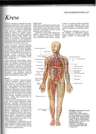 Krew
UKŁADKRWIONOŚNY/87
Krew jest absolutnie niezbędna dla funk-
cjonowania organizmu. Serce zaczyna ją
pompować przez wewnętrzny system tęt-
nic i żył już w okresie życia płodowego
i czyni to aż do śmierci, dostarczając
tlenu, pokarmu i innych ważnych sub-
stancji do tkanek. W zamian zabiera
dwutlenek węgla i inne zbędne produkty
przemiany materii, które mogłyby być
toksyczne dla ustroju. Krew ma też swój
udział w zwalczaniu drobnoustrojów
chorobotwórczych, a przez zdolność do
krzepnięcia pełni ważną rolęjako element
mechanizmu obronnego organizmu.
Krew jest płynem. Swą przysłowiową
gęstość zawdzięcza obecności milionów
komórek, których właściwości fizjologicz-
ne decydują o tym, że krew klasyfikuje
się jako tkankę, podobnie jak kości czy
mięśnie. Jej składnikami są: przezroczys-
ty płyn - osocze, w którym unoszą się
krwinki czerwone (erytrocyty), krwinki
białe (leukocyty) oraz maleńkie płytki
krwi (trombocyty).
Jak prawie całe ciało ludzkie, osocze
składa się głównie z wody. Ponieważ jest
cieczą, ma zdolność przenikania przez
ściany drobnych naczyń krwionośnych,
np. włośniczek, czyli kapilar. Stąd też jej
pokrewieństwo z płynem zewnątrzkomó-
rkowym, w którym są zanurzone wszyst-
kie komórki ciała. Oznacza to, że związki
mineralne i inne substancje mogą się
przenosić za pośrednictwem osocza z ko-
mórki do komórki po całym ciele.
Osocze
Osocze jest środkiem transportującym
„paliwa" ustrojowe - glukozę i podsta-
wowe tłuszcze. Z osoczem po ciele roz-
prowadzane są i inne substancje, np. że-
lazo, ważny budulec barwnika wiążącego
tlen - hemoglobiny, oraz wiele innych.
Dlatego też osocze jest w istocie wodnym
roztworem substancji mineralnych, odżyw-
czych i niewielkich ilości innych ważnych
związków (np. hormonów) oraz dodat-
kowo jednego niezwykle istotnego ele-
mentu - białka, które stanowi jego za-
sadniczy składnik.
W litrze osocza występuje około 75 gra-
mów białka dwóch głównych frakcji:
albuminy i globuliny. Albumina jest wy-
twarzana w wątrobie. Jest nie tylko źród-
łem pokarmu komórek, ale także wywie-
ra ciśnienie onkotyczne, które utrzymuje
płynne składniki krwi w łożysku naczy-
niowym, zapobiegając ich ucieczce do
tkanek, a dalej do komórek. Można przy-
jąć, że albumina jest jak krążąca z krwią
płynna gąbka, zatrzymująca niezbędne
ilości wody w krwiobiegu i przeciwdzia-
łająca przekształceniu się ciała w roz-
mokłą, galaretowatą masę.
Najważniejszymi globulinami są te,
które działają jako przeciwciała zapobie-
gające infekcjom. Niektóre globuliny bia-
łkowe wraz z krwinkami biorą udział
w procesie krzepnięcia krwi.
Płytki krwi
Płytki krwi to najmniejsze komórki ciała.
Jeden mililitr krwi zawiera około 250 mi-
lionów płytek, każda zaś płytka ma śred-
nicę około 3 mikronów (1 mikron -jedna
tysięczna część milimetra).
Trombocyty pełnią jedną podstawową
funkcję: doprowadzać do krzepnięcia
krwi tamującego krwawienie. Mecha-
nizm działania płytek bardzo intrygu-
je lekarzy, ponieważ przybywa dowodów
na to, że mogą odgrywać istotną rolę
w arteriosklerozie - stwardnieniu tętnic,
chorobie nagminnej w cywilizacji zachod-
niej.
Trombocyty występują we krwi w ta-
kiej obfitości, że gdziekolwiek doszło-
by do krwawienia, zawsze w najbliższej
okolicy znajdzie się wystarczająca ich
ilość.
Żyła szyjna wewnętrzna
Tętnice szyjne
Prawa tętnica szyjna
wspólną
Tętnica podobojczykowa
Pień płucny
Żyły wątrobowe
Żyla główna
dolna
Tętnica ramienna
Nerka
Tętnica jądrowa
Tętnice promie-
niowa
i łokciowa
Tętnica
udowa
Żyły powierzchowne
Tętnica piszczelowa
przednia
Żyła szyjna wewnętrzna
Żyła główna górna
Aorta
Serce
Żyła odpromieniowa
Tętnica nerkowa
Żyła odłokciowa
Żyła nerkowa
Tętnica krezkowa dolna
Aorta brzuszna
Żyła jądrowa
Żyła odpiszczelowa
Po lewej: Układ krwionośny jest
zbudowany z naczyń
krwionośnych i serca, których
funkcje są związane z tłoczeniem
krwi wokół ciała. Drogi cyrkulacji
krwi dzielą się na: krążenie płucne
(małe), w którym krew wędruje
pomiędzy sercem a płucami, oraz
krążenie wielkie (duży
krwiobieg), prowadzące krew
z serca do każdej części ciała
i z powrotem.
 