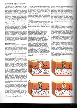88/UKŁAD KRWIONOŚNY
Ściany naczyń krwionośnych są wy-
łożone gładką warstwą komórek śród-
błonkowych. W przypadku przerwania
śródbłonka, a więc krwawienia, składniki
krwi wchodzą w kontakt z innymi częś-
ciami ściany naczynia krwionośnego. Pod
wpływem zetknięcia się trombocyty przy-
legają do ścian i do siebie nawzajem
(agregacja), korkując otwór, którym wy-
pływa krew. Pozostałe ciałka krwi za-
czynają wchodzić pomiędzy sobą w reak-
cje w celu wytrącenia fibryny, czyli włók-
nika stanowiącego trwalszy środek zarad-
czy.
Zdolność krwi do krzepnięcia, czyli ko-
agulacji, a co za tym idzie do zapobiega-
nia wykrwawieniu organizmu w przypad-
ku nadwyrężenia naczynia, jest wynikiem
połączonych wysiłków trombocytów i kil-
kunastu substancji biochemicznych, zwa-
nych czynnikami krzepliwości, pośród
których najważniejszą jest protrombina.
Czynniki krzepliwości są składnikami
płynnej części krwi - osocza. Zaburze-
nia procesu krzepnięcia mogą być dwoja-
kiego rodzaju: niemożność uformowania
się skrzepu oraz zakrzepica, polegająca
na tworzeniu się zakrzepów wewnątrz na-
czyń kwionośnych.
Krwinki czerwone
Czerwone krwinki służą jako nośniki tle-
nu na drodze z płuc do tkanek. Po
odtransportowaniu go nie wracają wolne,
gdyż zabierają dwutlenek węgla, produkt
uboczny działalności komórek i niosą
z powrotem do płuc, skąd zostaje wyda-
lony. Jest to możliwe dzięki zawartym
w erytrocytach milionom cząsteczek he-
moglobiny.
W płucach tlen wiąże się bardzo szyb-
ko z hemoglobiną, nadając krwinkom
jasnoczerwony kolor, od którego wywo-
dzi się ich nazwa. Natleniona krew do-
ciera tętnicami do tkanek. Za pomocą
enzymów zawartych w krwinkach czer-
wonych dwutlenek węgla i woda (drugi
zbędny produkt przemian komórko-
wych) łączą się z erytrocytami, które
zabierają je żyłami do płuc. Produk-
cja czerwonych ciałek krwi rozpoczyna
się w pierwszych paru tygodniach od
chwili poczęcia. Przez pierwsze trzy mie-
siące cały proces ma miejsce w wątro-
bie, a dopiero po sześciu miesiącach ży-
cia płodowego przeniesiony zostaje do
szpiku kostnego, gdzie odbywa się do
końca życia. Do osiągnięcia dojrzałości
krwinki czerwone wytwarza szpik we
wszystkich kościach, lecz po około 20. ro-
ku życia produkcja erytrocytów zostaje
ograniczona do kości kręgosłupa, żeber
i mostka.
Krwinki czerwone rozpoczynają żyw oi
jako nieregularne, zaokrąglone, wielko-
jądrzaste komórki zwane hemocytobla^-
tami (komórki macierzyste krwinek). Ko-
mórki te przechodzą następnie mnóstwo
szybkich podziałów, podczas którychjąd-
ro staje się coraz mniejsze, aż do cał-
kowitego zaniknięcia. Do produkcji eryt-
rocytów ustrój potrzebuje żelaza - głów-
nego składnika hemoglobiny, witaminy
B12, kwasu foliowego i białek.
W trakcie wędrówki w krwiobiegu czer-
wone krwinki często ulegają zużyciu, stąd
konieczność ich stałego odnawiania. Każ-
dy erytrocyt żyje przeciętnie 120 dni.
Po tym czasie komórki pochodzące ze
szpiku kostnego i śledziony atakują „sta-
re" krwinki. Niektóre pozostałości che-
miczne powracają zaraz do osocza dla
powtórnego wykorzystania, natomiast in-
ne, w tym hemoglobina, są wysyłane do
wątroby w celu dokończenia procesu ich
rozkładu.
Organizm doskonale panuje nad iloś-
cią czerwonych krwinek w krwiobie-
gu, dostosowując ją do swych potrzeb.
W przypadku dużych ubytków krwi, usz-
kodzenia części szpiku kostnego lub ob-
Poniżej: W przypadku zranienia
z przerwanych naczyń krwionośnych
zaczyna wypływać krew i trombocyty
(maleńkie, lepkie ciatka krwi), które
podążają w kierunku miejsca urazu,
by zatamować krwawienie (A). Uwalniają
się tkankowe czynniki krzepliwości
i wkraczają na teren działania wraz
z czynnikami osoczowymi (B). Reakcja
trombocytów, obu typów czynników
krzepliwości i innych substancji biorących
udział w procesie zmierza ku zamianie
fibrynogenu (rodzaj białka) w pasma
fibryny, czyli włóknika. Fibryna tworzy
galaretowaty konglomerat pokrywający
miejsce przerwania ciągłości naczynia (C).
Schwytane weń płytki krwi i krwinki
wydzielają surowicę (osocze pozbawione
czynników krzepliwości), która wspomaga
tworzenie skrzepu (D). Skrzep zapobiega
wtargnięciu bakterii i wywiązaniu się
zakażenia.
niżenia poziomu tlenu docierającego do
komórek (w następstwie niedoczynności
serca lub przebywania na dużych wyso-
kościach), szpik kostny natychmiast in-
tensyfikuje produkcję erytrocytów. Na-
wet wytężona, codzienna gimnastyka po-
budza organizm do wzmożonej produk-
cji czerwonych krwinek, gdyż wzrasta
jego zapotrzebowanie na tlen. Oblicze-
nia liczby krwinek czerwonych poka-
zują, że lekkoatleci mogą mieć nawet
dwa razy więcej czerwonych ciałek krwi
niż osoby prowadzące siedzący tryb ży-
cia.
Białe ciałka krwi
Białe krwinki - leukocyty - są większe
i całkowicie odmienne od krwinek czer-
wonych. W przeciwieństwie do erytro-
cytów nie są identyczne i poruszają się
ruchem pełzającym. Biorą czynny udział
w systemie obrony ustroju przed choro-
bami. Leukocyty dzielą się na trzy katego-
rie: granulocyty, limfocyty i monocyty.
Granulocyty stanowią 50-75 procent
wszystkich białych ciałek i również dzie-
lą się na trzy grupy. Najliczniejsza z nich
to granulocyty obojętnochłonne (neutro-
file).
Ńeutrofile przystępują do pracy w przy-
padku infekcji bakteryjnej. Wabione
przez substancje chemiczne wydzielane
przez bakterie „napływają" do miejsca
infekcji i zaczynają je otaczać. Jedno-
cześnie zawarte w ich wnętrzu ziarnistości
rozpoczynają produkcję związków nisz-
czących złapaną w potrzask bakterię. Ro-
pa gromadząca się w miejscu zakażenia
jest wynikiem aktywności granulocytów.
Zbudowana jest w większości z martwych
krwinek białych.
Fibryna (nierozpuszczalna)
Skrzep
 