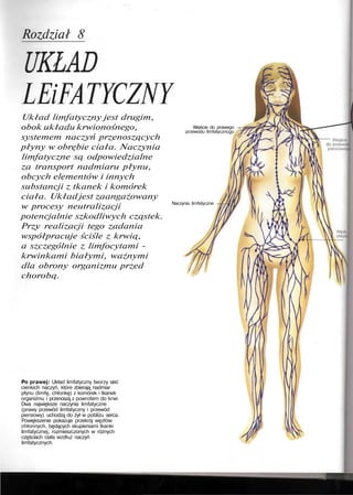 Rozdział 8
LEiFATYCZNY
Układ limfatyczny jest drugim,
obok układu krwionośnego,
systemem naczyń przenoszących
płyny w obrębie ciała. Naczynia
limfatyczne są odpowiedzialne
za transport nadmiaru płynu,
obcych elementów i innych
substancji z tkanek i komórek
ciała. Układ jest zaangażowany
w procesy neutralizacji
potencjalnie szkodliwych cząstek.
Przy realizacji tego zadania
współpracuje ściśle z krwią,
a szczególnie z limfocytami -
krwinkami białymi, ważnymi
dla obrony organizmu przed
chorobą.
Wejście do prawego —7
przewodu limfatyczncgo
Naczynia limfatyczne
Po prawej: Układ limfatyczny tworzy sieć
cienkich naczyń, które zbierają nadmiar
płynu (limfę, chłonkę) z komórek i tkanek
organizmu i przenoszą z powrotem do krwi.
Dwa największe naczynia limfatyczne
(prawy przewód limfatyczny i przewód
piersiowy) uchodzą do żył w pobliżu serca.
Powiększenie pokazuje przekrój węzłów
chłonnych, będących skupieniami tkanki
limfatycznej, rozmieszczonych w różnych
częściach ciała wzdłuż naczyń
limfatycznych.
 