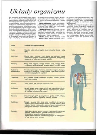 Układy organizmu
Aby zrozumieć, w jaki sposób różne narzą-
dy są z sobą powiązane, należy przyjrzeć się
poszczególnym układom. Określony układ
stanowi zgrupowanie organów, które z so-
bą współpracują. Jednym z najbardziej zna-
nych jest układ trawienny. Ponadto w or-
ganizmie wyróżniamy: układ kostny, skó-
rę, układmięśniowy, układchłonny, układ
krążenia, układ oddechowy, układ wydal-
niczy, układ wewnątrzwydzielniczy i układ
rozrodczy. Każdy z nich jest oddzielnie
omówionyw następnych rozdziałach. Posz-
czególne narządy w obrębie danego układu
są zgrupowane razem nie tylko dlatego, że
się z sobą łączą, ale również dlatego, że
są zbudowane z podobnej tkanki. Wyróż-
niamy cztery główne rodzaje tkanek, a każ-
dy narząd składa się przynajmniej z jednej
z nich.
Tkanka nabłonkowa, zwana nabłonkiem,
jest tkanką pokrywającą lub też wyściełają-
cą narządy ciała. Wiele z nich wydziela sub-
stancje takie jak hormony.
Tkanka mięśniowa ma zdolność kurcze-
nia się, dzięki czemu możliwy jest ruch ca-
łego ciała, podobnie jak i narządów we-
wnętrznych. Serce prawie w całości jest
zbudowane z tkanki mięśniowej.
Tkanka łączna, która obejmuje kości
i ścięgna, łączy, podtrzymuje oraz wypeł-
nia struktury ciała. Może występować w pos-
taci luźnej, pomiędzy lub wewnątrz innych
tkanek lub w postaci zbitej. Zarówno ścięg-
na, jak i więzadła są przykładem zbitej
tkanki łącznej.
Tkanka nerwowa jest spotykana tylko
w obrębie układu nerwowego. Dzięki tej
tkance zapewniona jest szybka komuni-
kacja i kontrola, a czynności ciała są
skoordynowane. Tkanka nerwowa jest zbu-
dowana z komórek tworzących wypust-
ki. Inne tkanki, takie jak np. tkanka łącz-
na, współpracują z tkanką nerwową, jed-
nak żadna z nich nie przenika do jej
wnętrza.
Układ Główne narządy i struktury
Kostny
Krążenia
Rozrodczy
Wszystkie kości ciała, chrząstki, stawy i więzadła, które je z sobą
łączą
Mięśniowy Mięśnie ciała - niektóre z nich działają pod wpływem naszej
świadomości (mięśnie szkieletowe lub prążkowane), inne pracują
niezależnie od naszej woli (mięśnie gładkie)
Nerwowy Mózg, rdzeń kręgowy, narządy zmysłów (oczy, narządy słuchu
i równowagi, kubki smakowe, receptory węchu i dotyku), nerwy
Wydzielania Gruczoły wytwarzające hormony: przysadka mózgowa, tarczyca,
wewnętrznego przytarczyce, nadnercza, trzustka, grasica, części jąder i jajników,
niewielkie obszary tkanek w jelitach
Oddechowy Płuca, oskrzela (kanały prowadzące do płuc), tchawica, gardło,
krtań, nos, przepona
Serce, tętnice, żyły, naczynia włosowate, krew
Limfatyczny Narządy biorące udział w krążeniu limfy oraz czynnościach obron-
nych organizmu, m.in.: węzły chłonne, naczynia chłonne, śledzio-
na, migdałki, grudki chłonne, grasica
Trawienny Jama ustna, zęby, język, gruczoły ślinowe, gardło, przełyk, żołądek,
jelito cienkie, wątroba, pęcherzyk żółciowy, trzustka
Wydalniczy Narządy i gruczoły, które biorą udział w wydalaniu z organizmu
zbędnych produktów przemiany materii: gruczoły potowe, układ
moczowy (nerki, moczowody, pęcherz, cewka moczowa) oraz
jelito grube, wydalające nie strawione resztki pokarmu
Męski: jądra, prącie, gruczoł krokowy, nasieniowody, pęcherzyki
nasienne, cewka moczowa, gruczoły opuszkowo-cowkowe
Żeński: jajniki, jajowody, macica, pochwa, srom
Męskie i żeńskie hormony rozrodcze wpływające na rozwój płcio-
wy oraz wtórne cechy płciowe
Układ moczowy
 