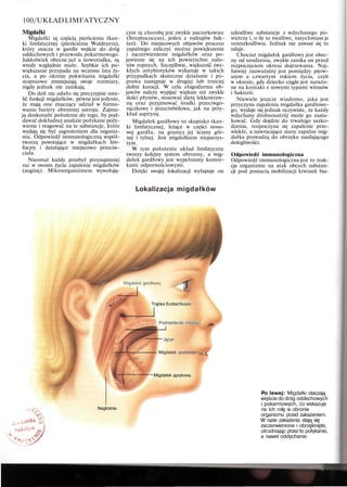100/UKŁADLIMFATYCZNY
Migdałki
Migdałki są częścią pierścienia tkan-
ki limfatycznej (pierścienia Waldeyera),
który otacza w gardle wejście do dróg
oddechowych i przewodu pokarmowego.
Jakkolwiek obecne już u noworodka, są
wtedy względnie małe. Szybkie ich po-
większanie przypada na wczesne lata ży-
cia, a po okresie pokwitania migdałki
stopniowo zmniejszają swoje rozmiary,
nigdy jednak nie zanikają.
Do dziś nie udało się precyzyjnie usta-
lić funkcji migdałków, pewne jest jedynie,
że mają one znaczący udział w formo-
waniu bariery obronnej ustroju. Zajmu-
ją doskonałe położenie do tego, by pod-
dawać dokładnej analizie połykane poży-
wienie i reagować na te substancje, które
wydają się być zagrożeniem dla organiz-
mu. Odpowiedź immunologiczną współ-
tworzą powstające w migdałkach lim-
focyty i działające miejscowo przeciw-
ciała.
Nieomal każdy przebył przynajmniej
raz w swoim życiu zapalenie migdałków
(anginę). Mikroorganizmem wywołują-
cym tę chorobę jest zwykle paciorkowiec
(Streptococcus), jeden z rodzajów bak-
terii. Do miejscowych objawów procesu
zapalnego zaliczyć można powiększenie
i zaczerwienienie migdałków oraz po-
jawienie się na ich powierzchni nalo-
tów ropnych. Szczęśliwie, większość zwy-
kłych antybiotyków wykazuje w takich
przypadkach skuteczne działanie i po-
prawa następuje w drugiej lub trzeciej
dobie kuracji. W celu złagodzenia ob-
jawów należy wypijać większe niż zwykle
ilości płynów, stosować dietę lekkostraw-
ną oraz przyjmować środki przeciwgo-
rączkowe i przeciwbólowe, jak na przy-
kład aspirynę.
Migdałek gardłowy to skupisko tkan-
ki limfatycznej, leżące w części noso-
wej gardła, na granicy jej ściany gór-
nej i tylnej. Jest migdałkiem nieparzys-
tym.
W tym położeniu układ limfatyczny
tworzy kolejny system obronny, a mig-
dałek gardłowy jest wypełniony komór-
kami odpornościowymi.
Dzięki swojej lokalizacji wyłapuje on
szkodliwe substancje z wdychanego po-
wietrza i, o ile to możliwe, natychmiast je
unieszkodliwia. Jednak nie zawsze się to
udaje.
Chociaż migdałek gardłowy jest obec-
ny od urodzenia, zwykle zanika on przed
rozpoczęciem okresu dojrzewania. Naj-
łatwiej zauważalny jest pomiędzy pierw-
szym a czwartym rokiem życia, czyli
w okresie, gdy dziecko ciągle jest narażo-
ne na kontakt z nowymi typami wirusów
i bakterii.
Niewiele jeszcze wiadomo, jaka jest
przyczyna zapalenia migdałka gardłowe-
go, wydaje się jednak oczywiste, że każdy
wdychany drobnoustrój może go zaata-
kować. Gdy dojdzie do trwałego uszko-
dzenia, rozpoczyna się zapalenie prze-
wlekłe, a nawracające stany zapalne mig-
dałka prowadzą do obrzęku nasilającego
dolegliwości.
Odpowiedź immunologiczna
Odpowiedź immunologiczna jest to reak-
cja organizmu na atak obcych substan-
cji pod postacią mobilizacji krwinek bia-
Lokalizacja migdałków
Trąbka Eustachiusza
Podniebienie miękkie
Język
Migdałek podniebii e n
2ĆŁ
Migdałek językowy
Nagłośnia
Po lewej: Migdałki otaczają
wejście do dróg oddechowych
i pokarmowych, co wskazuje
na ich rolę w obronie
organizmu przed zakażeniem.
W razie zakażenia stają się
zaczerwienione i obrzęknięte,
utrudniając przez to połykanie,
a nawet oddychanie.
 