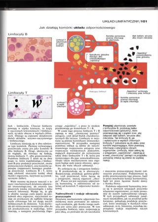 UKŁAD LIMFATYCZNY/101
Jak działają komórki układu odpornościowego
Limfocyty B
Komórka pomocnicza
przenosi informację
do plazmocytu
Atak bakterii, wirusów
albo innych mikrobów
..Najeźdźca"
unieszkodliwiony
przez globuliny
Limfocyt
(plazmocyt)
w szpiku
kostnym
Specyficzna globulina
niszcząca albo
unieszkodliwiająca
„najeźdźcę"
Limfocyty T
: w Limfocyt T
w węźle
chłonnym
„Najeźdźca" wchłonięty
i zniszczony przez limfocyt
Komórka pomocnicza
przenosi informację
do węzła chłonnego
łych - limfocytów. Chociaż limfocyty
powstają w szpiku kostnym, to krążą
w naczyniach krwionośnych i limfatycz-
nych; są także obecne w węzłach chłon-
nych. Dlatego są częściami składowymi
dwóch układów: sercowo-naczyniowego
i limfatycznego.
Limfocyty różnicują się w dwa odmien-
ne typy komórek. Pierwszy wytwarzający
przeciwciała znany jest jako komórki B
albo limfocyty B. Drugi, identyczny co
do wyglądu, ale różniący się funkcją,
tworzą limfocyty T, albo grasiczozależne.
Podobnie limfocyty T dzieli się na dwie
grupy: te, które współdziałają z limfocy-
tami B przy produkcji przeciwciał, zwane
pomocniczymi (helper), oraz komórki su-
presyjne (suppressor) hamujące produk-
cję przeciwciał. Limfocyty B i T, które
mają zdolność niszczenia każdej obcej
tkanki i organizmu, nazywane są cytotok-
sycznymi (killer).
Wiele musimy się jeszcze nauczyć o is-
tocie i mechanizmach działania odpowie-
dzi immunologicznej, ale ostatnie lata
poszerzyły wiedzę immunologów o kilka
nowych informacji. Wydaje się, że gdy
w obrębie naszego ciała pojawi się jaki-
kolwiek obcy organizm, natychmiast zo-
staje on przekazany do najbliżej leżącego
węzła chłonnego lub też drogą naczyń
limfatycznych do śledziony. Tam docho-
dzi do różnicowania monocytów albo do
ich przekształcenia w makrofagi, które
otaczają, a następnie pochłaniają (fago-
cytują) „najeźdźcę", a przez to swoiście
przedstawiają go komórkom T i B.
W czasie tego procesu limfocyty T i B
zapisują w swej „chemicznej pamięci"
antygeny, czyli skład białek charakterys-
tycznych dla intruza. Limfocyty te nazy-
wane są później komórkami immunoko-
mpetentnymi. W przypadku następnej
podobnej infekcji są zdolne do natych-
miastowego rozpoznania antygenu oraz
rozpoczęcia wielokrotnych podziałów,
mających doprowadzić do wytworzenia
takiej ilości limfocytów T i B, która jest
wystarczająca dla jego unieszkodliwienia.
Dzięki takim mechanizmom nasz orga-
nizm buduje swój system obronny, specy-
ficzny dla wielu obcych substancji.
Po zetknięciu się z antygenem limfocy-
ty B przekształcają się w plazmocyty.
Rozpoczynają produkcję gamma-globu-
lin, czyli przeciwciał, które łącząc się
z antygenami, niszczą organizm „obce-
go". Proces ten jest nazywany odpornoś-
cią humoralną, w odróżnieniu od za-
leżnej od komórek T odporności komór-
kowej.
Nadwrażliwość i reakcje odrzucania
przeszczepów
Działanie mechanizmów odporności ko-
mórkowej może prowadzić do odmien-
nych rezultatów, gdy tkanka innego osob-
nika jest użyta jako przeszczep. W tym
przypadku limfocyty także rozpoznają ją
jako obcą, co prowadzi do ich naciekania
Powyżej: plazmocyty. powstałe
z limfocytów B, produkują białka
odpornościowe (globuliny), które
przemieszczają się z prądem krwi, aby
odeprzeć atak bakterii, wirusów albo
mikrobów. Tak limfocyty B, jak
i wytworzone w węzłach chłonnych
limfocyty T pobudzane są do ataku przez
komórki wspomagające, które przenoszą
informacje o wtargnięciu obcych
organizmów. Limfocyty, które zetkną się
z antygenami „najeźdźców", rejestrują je
w swej „chemicznej" pamięci i w przypadku
ponownej infekcji są zdolne do szybkiej
reakcji.
i niszczenia przeszczepionej tkanki (od-
rzucenie przeszczepu). Podejmowane są
próby przezwyciężenia tego procesu, bądź
to przez stosowanie kuracji hormonalnej,
bądź też przez łączenie tkanki dawcy
z tkanką biorcy.
Podobnie odporność humoralną zwra-
ca się w pewnych sytuacjach przeciwko
własnemu organizmowi, co może prowa-
dzić do stanów nadwrażliwości (alergii).
W tych przypadkach substancje zasad-
niczo nieszkodliwe, jak na przykład pyłki
kwiatowe, pobudzają produkcję przeciw-
ciał, które uwalniając w tkankach różne
substancje, m.in. histaminę, wywołują nie-
pożądane reakcje mięśniówki naczyń
krwionośnych.
 
