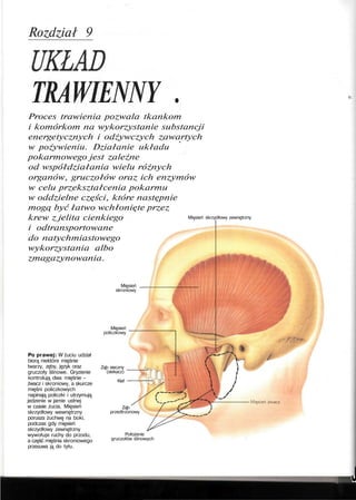 Rozdział 9
TRAWIENNY .
Proces trawienia pozwala tkankom
i komórkom na wykorzystanie substancji
energetycznych i odżywczych zawartych
w pożywieniu. Działanie układu
pokarmowego jest zależne
od współdziałania wielu różnych
organów, gruczołów oraz ich enzymów
w celu przekształcenia pokarmu
w oddzielne części, które następnie
mogą być łatwo wchłonięte przez
krew z jelita cienkiego
i odtransportowane
do natychmiastowego
wykorzystania albo
zmagazynowania.
o.
Mięsień skrzydłowy zewnętrzny
Mięsień
skroniowy
Mięsień
policzkowy
Po prawej: W żuciu udział
biorą niektóre mięśnie
twarzy, zęby, język oraz
gruczoły ślinowe. Gryzienie
kontrolują dwa mięśnie -
żwacz i skroniowy, a skurcze
mięśni policzkowych
napinają policzki i utrzymują
jedzenie w jamie ustnej
w czasie żucia. Mięsień
skrzydłowy wewnętrzny
porusza żuchwę na boki,
podczas gdy mięsień
skrzydłowy zewnętrzny
wywołuje ruchy do przodu,
a część mięśnia skroniowego
przesuwa ją do tyłu.
Ząb sieczny
(siekacz)
Kieł
Ząb
przedtrzonowy
Położenie
gruczołów ślinowych
J
 