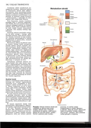 104 / UKŁAD TRAWIENNY
Uwalnianie soków trzustkowych sty-
mulują dwa hormony. Sekretyna wpływa
na wytwarzanie dużych ilości alkalicz-
nych płynów, które neutralizują kwaśną,
częściowo strawioną miazgę pokarmową.
Enzymy trzustkowe są wytwarzane w od-
powiedzi na działanie innego hormonu
- pankreozyminy, a spływająca do dwu-
nastnicy żółć rozbija kulki tłuszczu.
Poza tłuszczami, enzymy trzustkowe
pomagają także w trawieniu węglowoda-
nów i białek. Do tych enzymów zalicza się
trypsynę rozbijającą peptony na mniejsze
peptydy, lipazę, która rozkłada tłuszcze
na małe cząstki kwasów tłuszczowych
i glicerolu, oraz amylazę trawiącą węg-
lowodany.
Strawiony pokarm przechodzi następ-
nie do jelita czczego i krętego, gdzie
zachodzą końcowe etapy procesu trawie-
nia. Enzymy trawienne są tutaj uwalnia-
ne z komórek spoczywających w małych
zagłębieniach w ścianie jelita, zwanych
kryptami Lieberkuhna.
Wchłanianie odbywa się głównie w jeli-
cie krętym, którego ściana wewnętrzna
posiada miliony małych wypustek zwa-
nych kosmkami. Każdy kosmek zawiera
naczynia włośniczkowe (kapilary) oraz
cienkie, ślepo zakończone odgałęzienie
układu limfatycznego — naczynie mleczo-
we. Gdy kosmek styka się ze strawionym
pokarmem, glicerol, kwasy tłuszczowe
i rozpuszczone w nich witaminy dostają
się do naczynia mleczowego, którym zo-
stają odtransportowane do układu lim-
fatycznego, a następnie do krwi.
Aminokwasy (powstałe podczas tra-
wienia białek) oraz cukry proste (uzys-
kane z węglowodanów) przechodzą bez-
pośrednio do kapilar wraz z witaminami
i ważnymi minerałami, takimi jak żelazo,
wapń i jod. Z kapilar krew spływa do żyły
wrotnej, przenosząc te związki bezpośre-
dnio do wątroby. Narząd ten wykorzys-
tuje tylko część substancji dla własnych
potrzeb; pozostałą przekazuje do komó-
rek i tkanek organizmu.
Rozkład skrobi
Jednym z ważniejszych zadań układu tra-
wiennego jest rozkład węglowodanów
złożonych (m.in. występującej w ziem-
niakach i chlebie skrobi) na cukry pros-
te. Proces rozpoczyna się już w jamie
ustnej, gdzie działa rozkładający skrobię
enzym śliny - amylaza. Jeszcze więcej
amylazy zostaje wymieszane z pokarmem
podczas jego przejścia przez dwunastnicę.
W czasie trawienia skrobi przez amyla-
zę powstają dwucukry, które są dalej
rozkładane przez enzymyjelita cienkiego,
tak że wchłonięte zostają jedynie cukry
proste. Ostatecznie cukry są przenoszone
do wątroby, która przekształca je w glu-
kozę.
W naszym organizmie istnieje wiele
mechanizmów zapewniających odpowie-
dni (zgodny z potrzebami) poziom gluko-
zy we krwi. Wszystkie powodują roz-
poczęcie albo zahamowanie uwalniania
glukozy z wątroby. Glukoza jest tam ma-
gazynowana w postaci związku zwanego
glikogenem, który jest luźnym splotem
Metabolizm skrobi
Ślinianki:
podżuchwowa
i podjęzykowa
Glikogen
(zmagazynowana
glukoza)
Enzym amylaza
Okrężnica
Odbytnica (prostnica)
Powyżej: Podczas trawienia skrobia jest
rozkładana do glukozy przez enzym
amylazę. Glukoza wraz z krwią jest
przenoszona do wątroby. Jeżeli poziom
glukozy we krwi jest wysoki, insulina -
hormon uwalniany przez trzustkę -
powoduje, że nadmiar zostaje
zmagazynowany w postaci glikogenu
w wątrobie. Kiedy zaś poziom glukozy jest
niższy niż potrzebny, trzustka uwalnia
inny hormon - glukagon, który powoduje
rozkład glikogenu na glukozę.
 