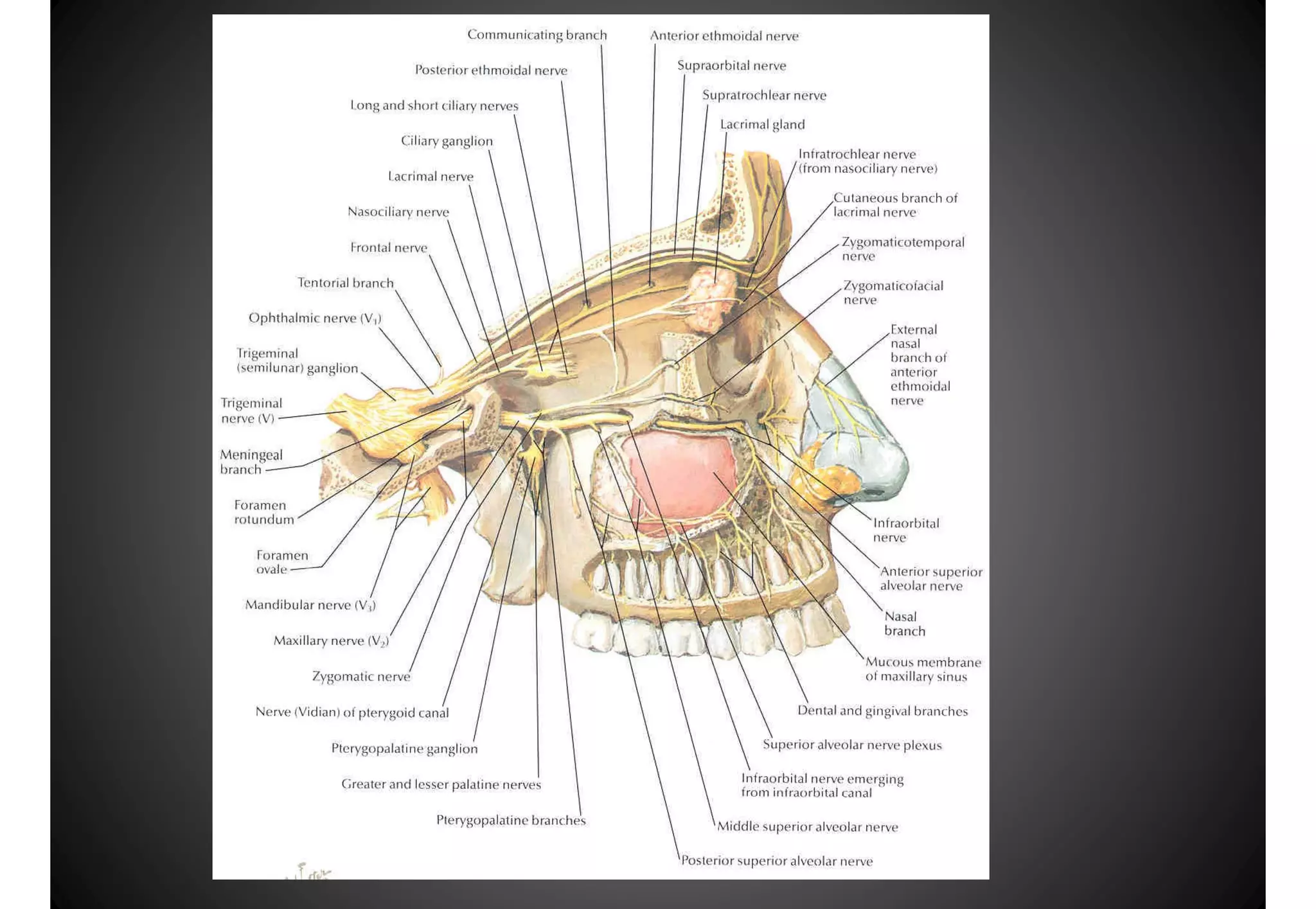 Atlas anatomy of the nose and paranasal sinuses | PDF