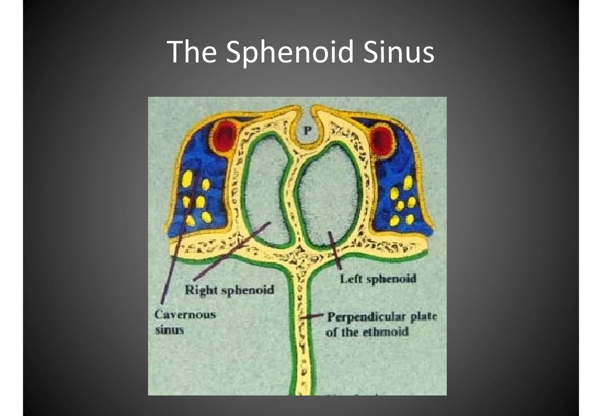 Atlas Anatomy Of The Nose And Paranasal Sinuses PDF atlas-anatomy-of-the-nose-and-paranasal-sinuses-pdf