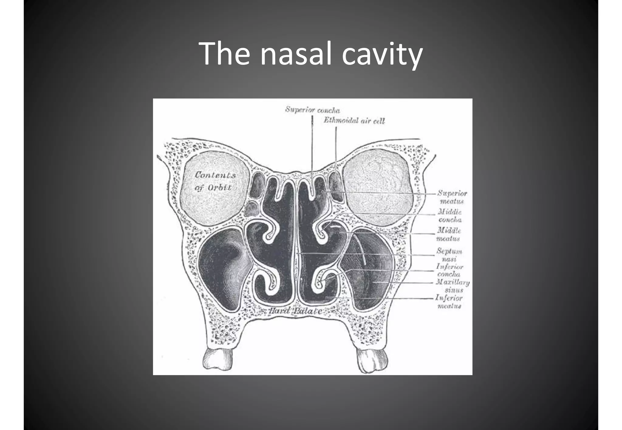 Atlas anatomy of the nose and paranasal sinuses | PDF