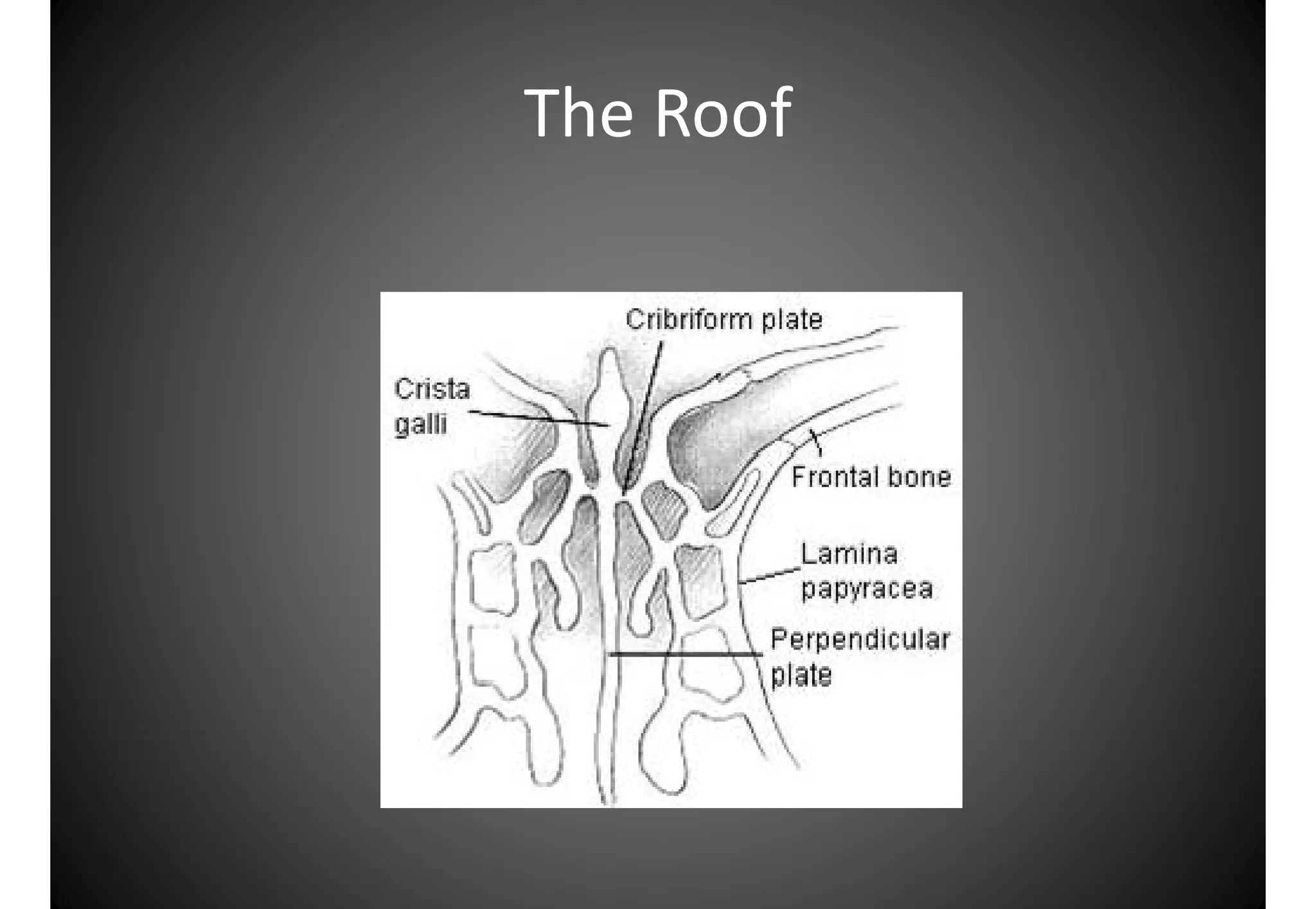 Atlas anatomy of the nose and paranasal sinuses | PDF