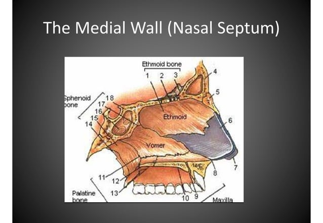 Atlas anatomy of the nose and paranasal sinuses | PDF | Ear, Nose and ...