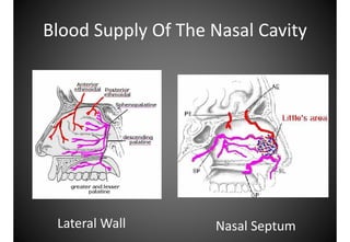 Atlas anatomy of the nose and paranasal sinuses | PDF