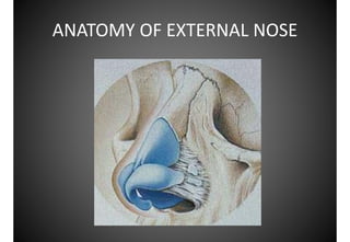 Atlas anatomy of the nose and paranasal sinuses | PDF