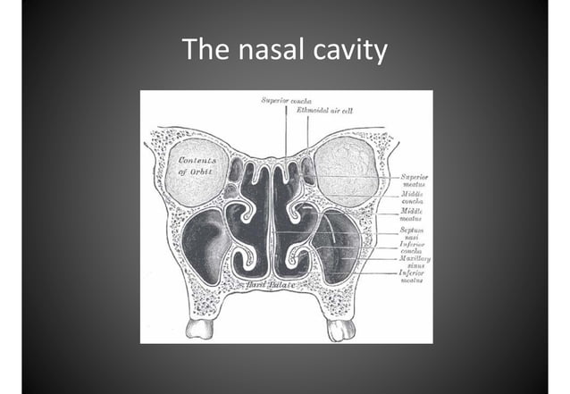Atlas anatomy of the nose and paranasal sinuses | PDF | Ear, Nose and ...