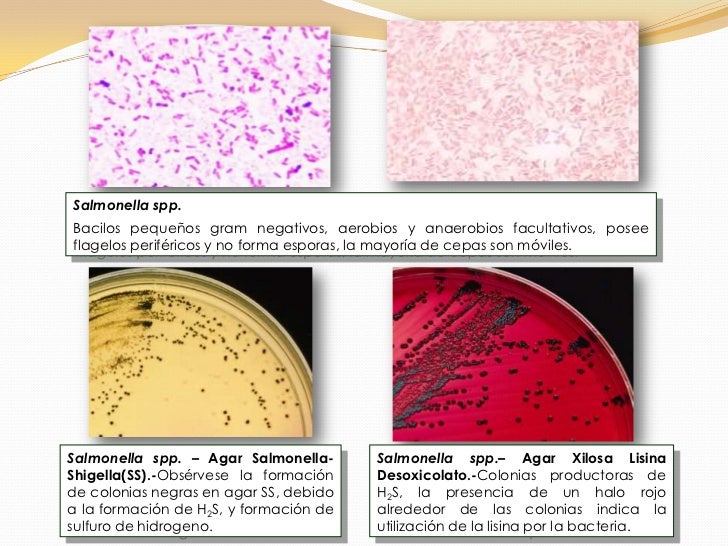 Atlas bacteriologico.a