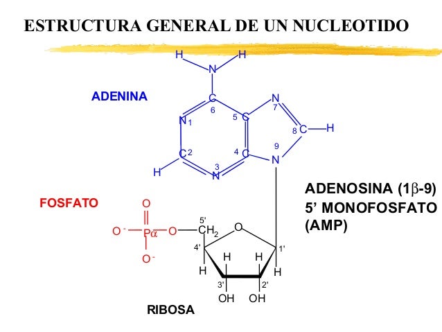 Atlas biología molecular