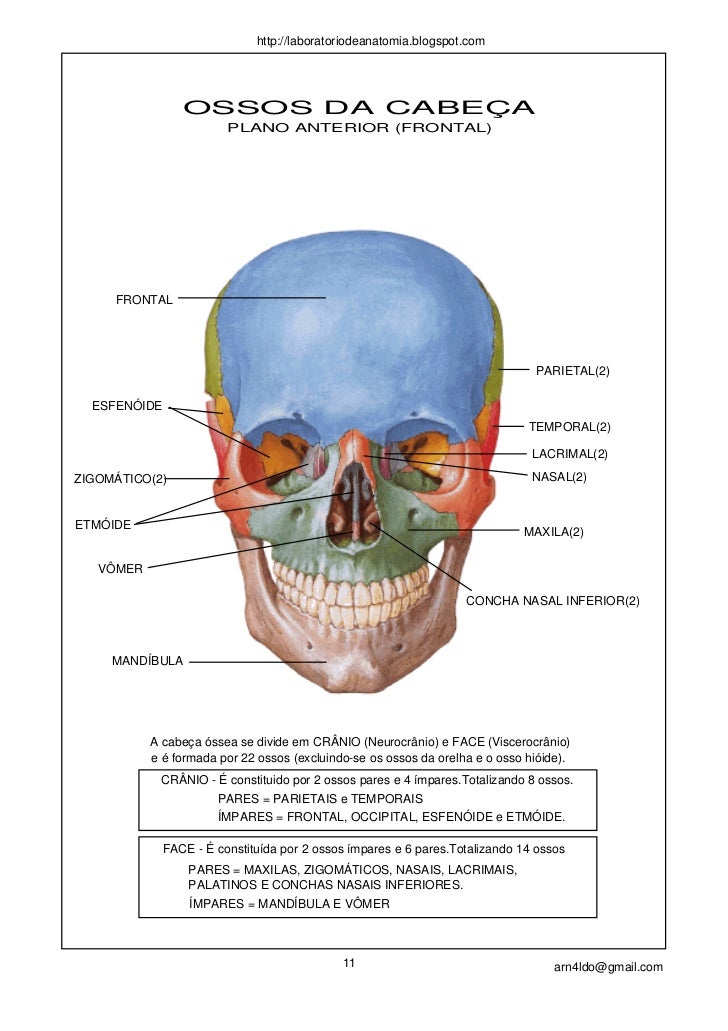 Quais Os Ossos Do Neurocranio E Viscerocranio