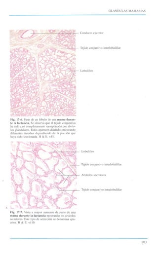 Atlas Color de Histología - Finn Geneser.pdf