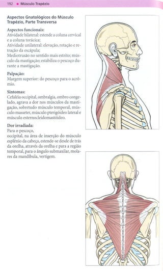 -
Aspectos Gnatológicos do Músculo
Trapézio, Parte Transversa

Aspectos funcionais:
Atividade bilateral: estende a coluna cervical
e a coluna torácica;
Atividade unilateral: elevação, rotação e re-
tração da escápula;
Mediotrusão no sentido mais estrito; mús-
culo da mastigação; estabiliza o pescoço du-
rante a mastigação.

Palpação:
Margem superior: do pescoço para o acrô-
mio.
Sintomas:
Cefaléia occipital, ombralgia, ombro conge-
lado, agrava a dor nos músculos da masti-
gação, sobretudo músculo temporal, mús-
culo masseter, músculo pterigóideo lateral e
músculo esternocleidomastóideo.

Dor irradiada:
Para o pescoço,
occipital, na área de inserção do músculo
esplênio da cabeça, estende-se desde de trás
da orelha, através da orelha e para a região
temporal, para o ângulo submaxilar, mola-
res da mandíbula, vertigem.
 