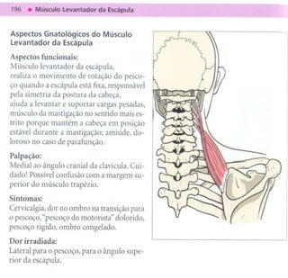 Aspectos Gnatológicos do Músculo
Levantador da Escápula

Aspectos funcionais:
Músculo levantador da escápula,
realiza o movimento de rotação do pesco-
ço quando a escápula está fixa, responsável
pela simetria da postura da cabeça,
ajuda a levantar e suportar cargas pesadas,
músculo da mastigação no sentido mais es-
trito porque mantém a cabeça em posição
estável durante a mastigação; amiúde, do-
loroso no caso de parafunção.

Palpação:
Medial ao ângulo cranial da clavícula. Cui-
dado! Possível confusão com a margem su-
perior do músculo trapézio.
Sintomas:
Cervicalgia, dor no ombro na transição para
o pescoço, "pescoço do motorista" dolorido,
pescoço rígido, ombro congelado.
Dor irradiada:
Lateral para o pescoço, para o ângulo supe-
rior da escápula.
 