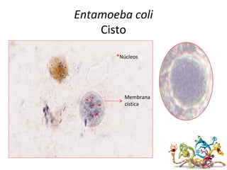 Entamoeba coli
Cisto
*
**
*
*
*Núcleos
Membrana
cística
*
 