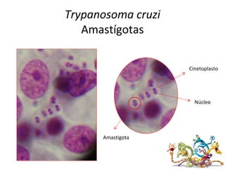 Núcleo
Cinetoplasto
Amastigota
Trypanosoma cruzi
Amastígotas
 