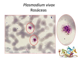 Plasmodium vivax
Rosáceas
 