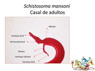 Schistosoma mansoni
Casal de adultos
Macho
Fêmea
Ventosa Oral
VentosaVentral
Ventosa Ventral
Ventosa Oral
 