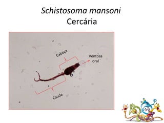 Schistosoma mansoni
Cercária
Cauda
Cabeça
Ventosa
oral
 