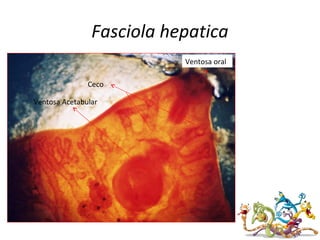 Fasciola hepatica
Ventosa Acetabular
Ventosa oral
Ceco
 