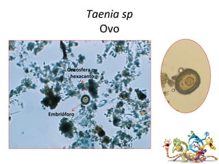 Taenia sp
Ovo
Embrióforo
Oncosfera ou
hexacanto
 