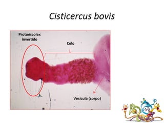 Cisticercus bovis
Colo
Vesícula (corpo)
Protoéscolex
invertido
 