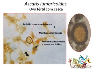 Ascaris lumbricoides
Ovo fértil com casca
Membrana mamilonada
Membrana albuminóide
e membrana lipídica
Embrião em desenvolvimento
 