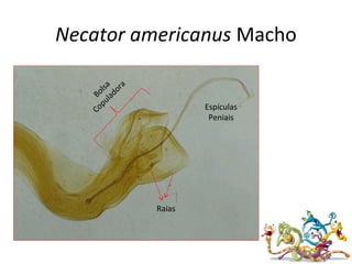Necator americanus Macho
Raias
Bolsa
Copuladora
Espículas
Peniais
 