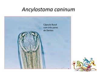 Ancylostoma caninum
Cápsula Bucal
com três pares
de Dentes
 