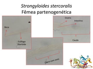 Strongyloides stercoralis
Fêmea partenogenética
Útero com ovos
Boca
Esôfago
filarióide
Cauda
Ovário
Intestino
 