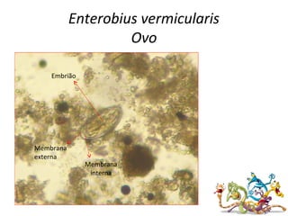 Enterobius vermicularis
Ovo
Membrana
externa
Membrana
interna
Embrião
 