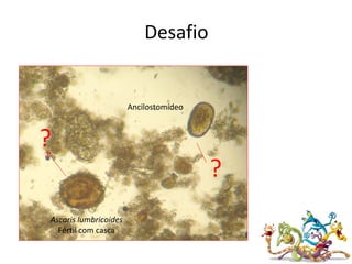 Desafio
Ancilostomídeo
Ascaris lumbricoides
Fértil com casca
?
?
 