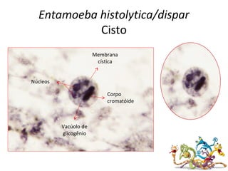 Entamoeba histolytica/dispar
Cisto
Núcleos
Corpo
cromatóide
Membrana
cística
Vacúolo de
glicogênio
 
